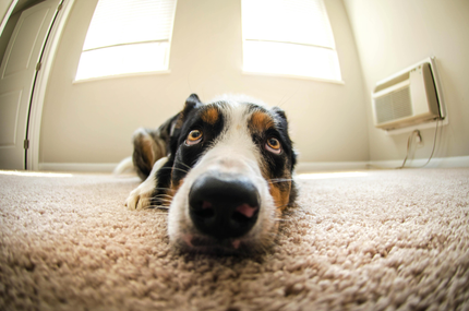 Dog lying on a carpet, looking at the camera in a bright room with windows and an air conditioner.