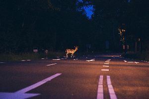 Deer In The Middle Of The Road — Clarksville, AR — Phil Taylor Insurance Agency, Inc. Deer In The Middle Of The Road — Clarksville, AR — Phil Taylor Insurance Agency, Inc.