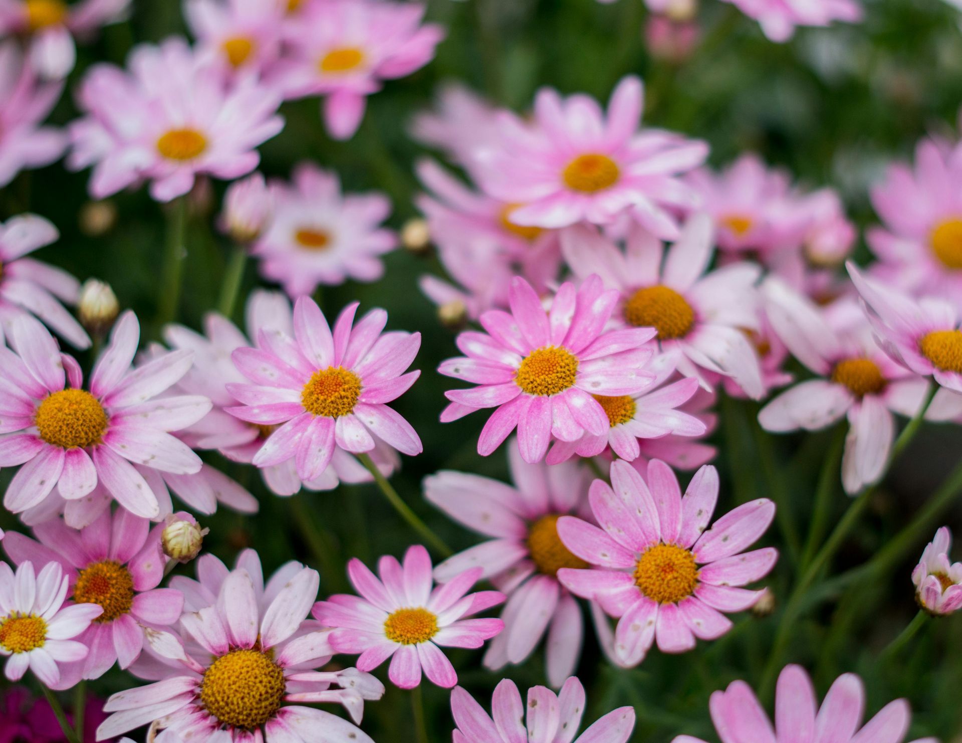 A close-up view of numerous pink daisies with bright yellow centers, growing in a dense garden cluster.