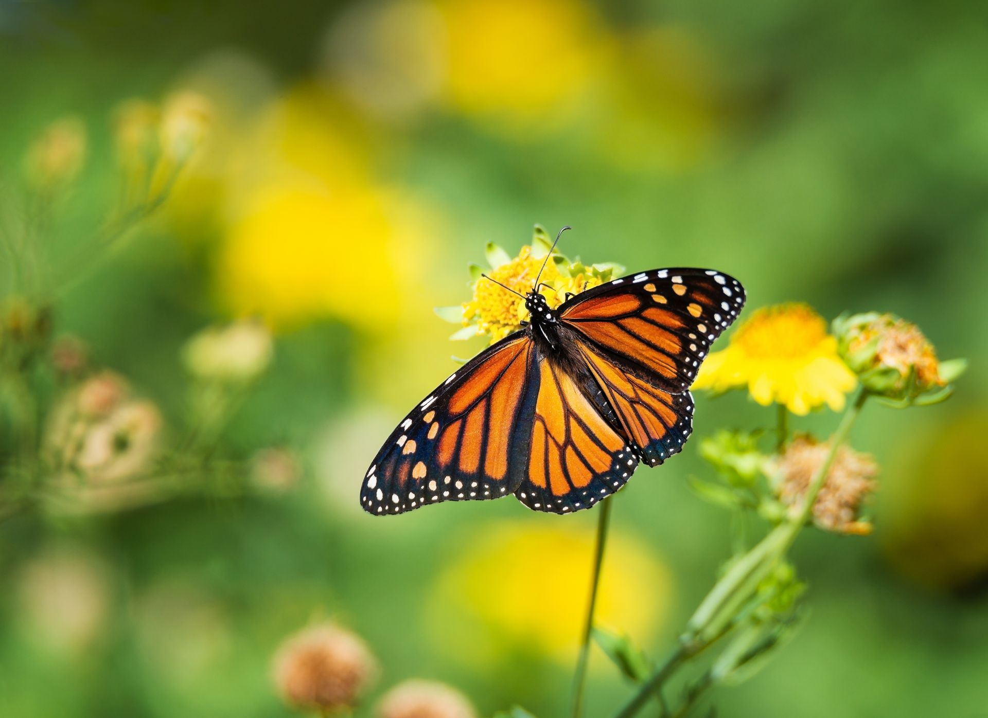 A bright orange Monarch butterfly with black veins and white-spotted borders rests on a yellow wildflower.