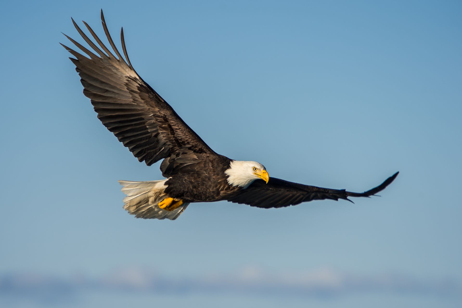 A bald eagle in flight against a clear blue sky, seen from the side with its wings fully spread.