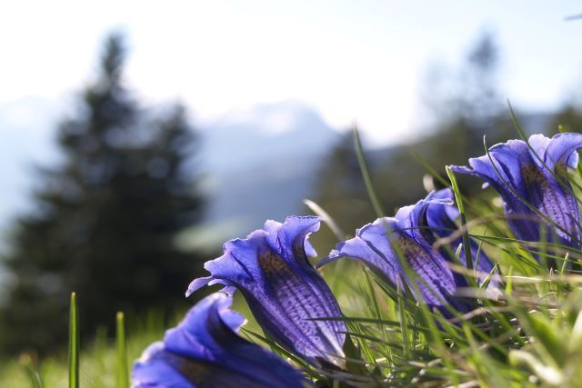 CONTRASTARE I DOLORI REUMATICI CON LA GENZIANA