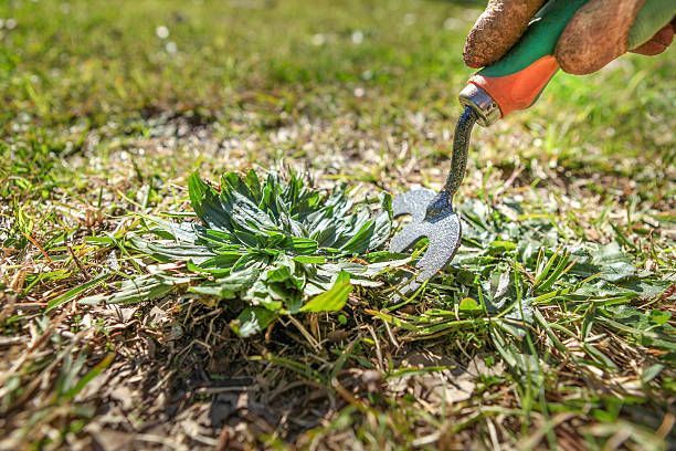 Removing Weed On Lawn — Belleville, IL — WD Lawn Care