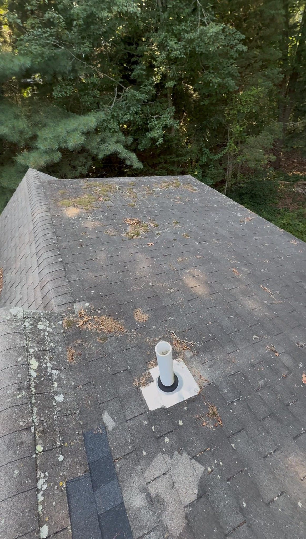 Flat gray shingled rooftop with a small vent, surrounded by dense green trees.