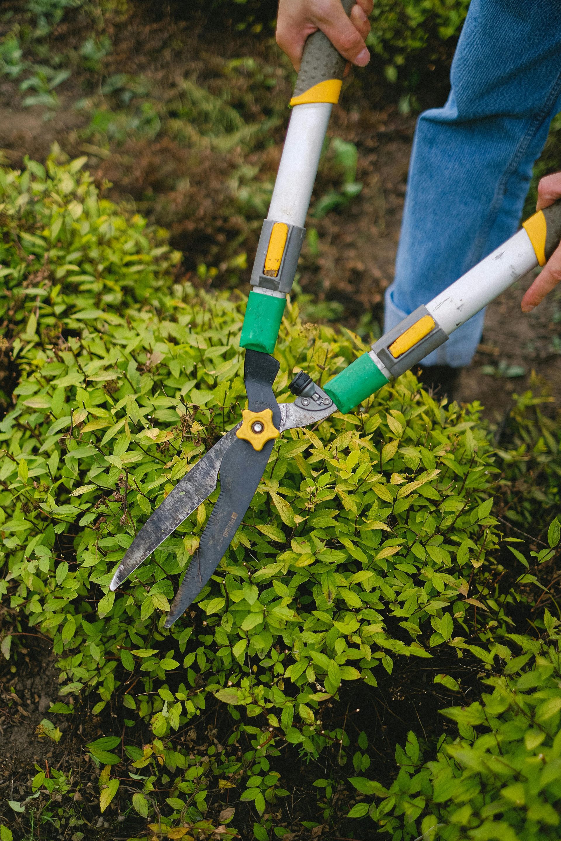 Person trimming a green bush with hedge shears; hands visible, wearing blue jeans.