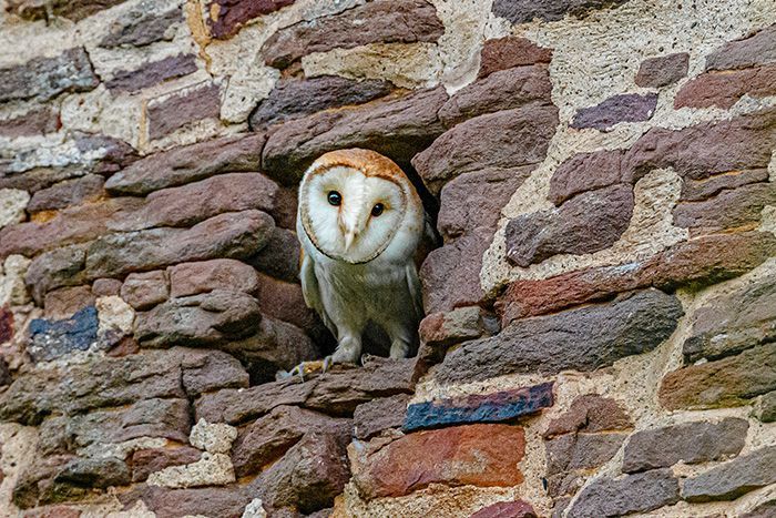 Acton Court  Owl 