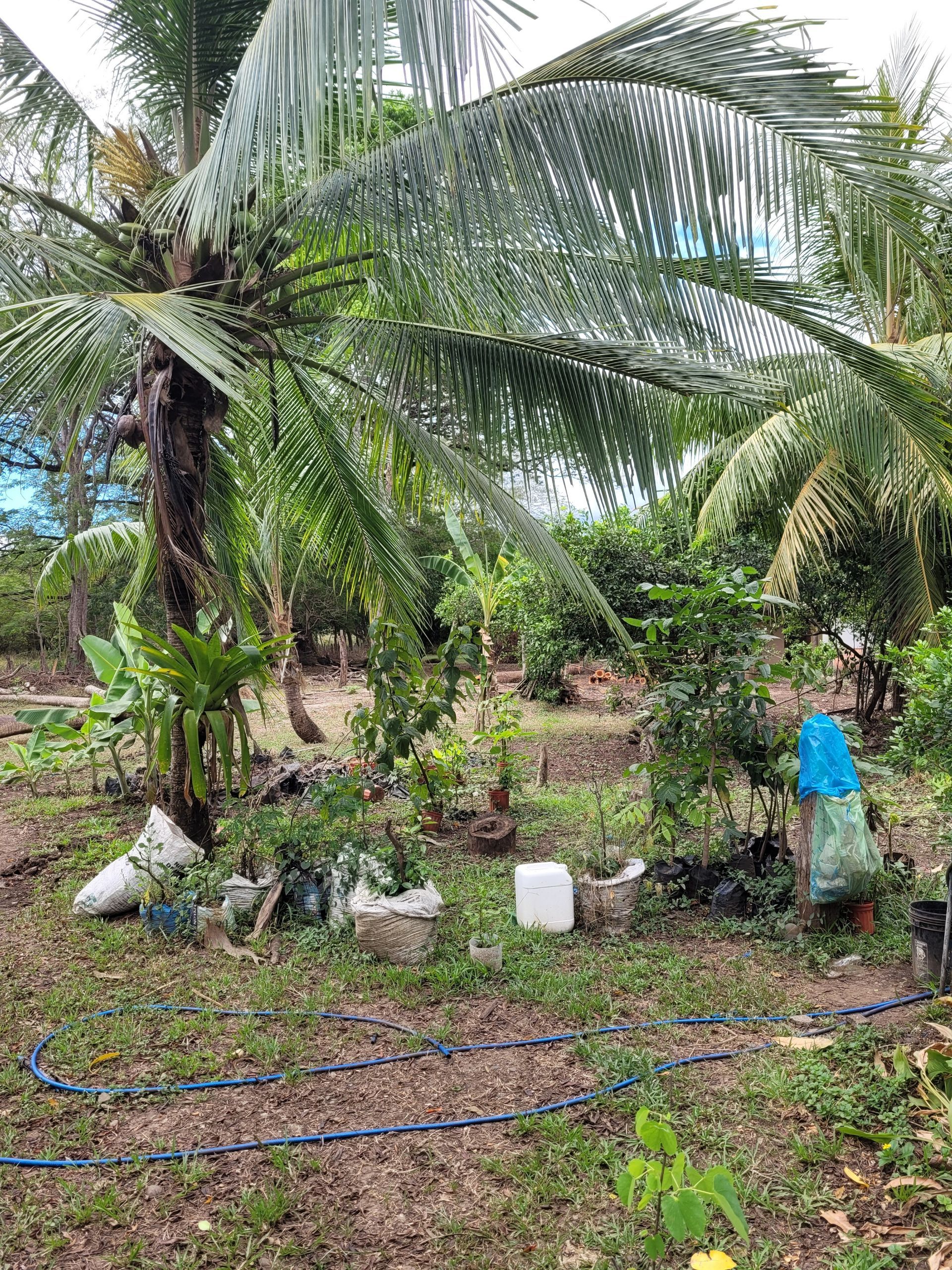 A lush green garden with a coconut tree, various plants, and a blue hose.