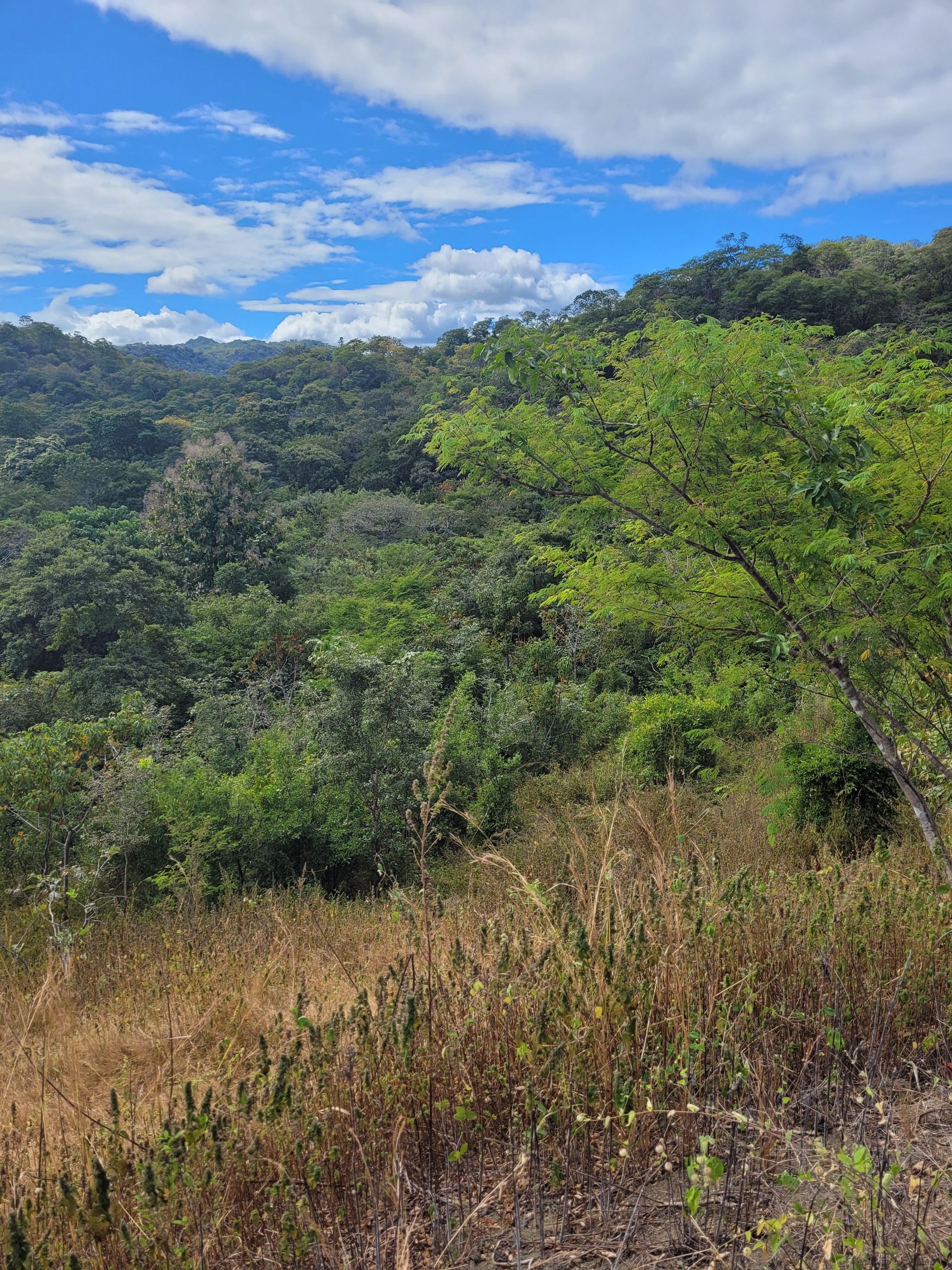 Lush green hillside under a blue sky with fluffy white clouds, dry brush in foreground.
