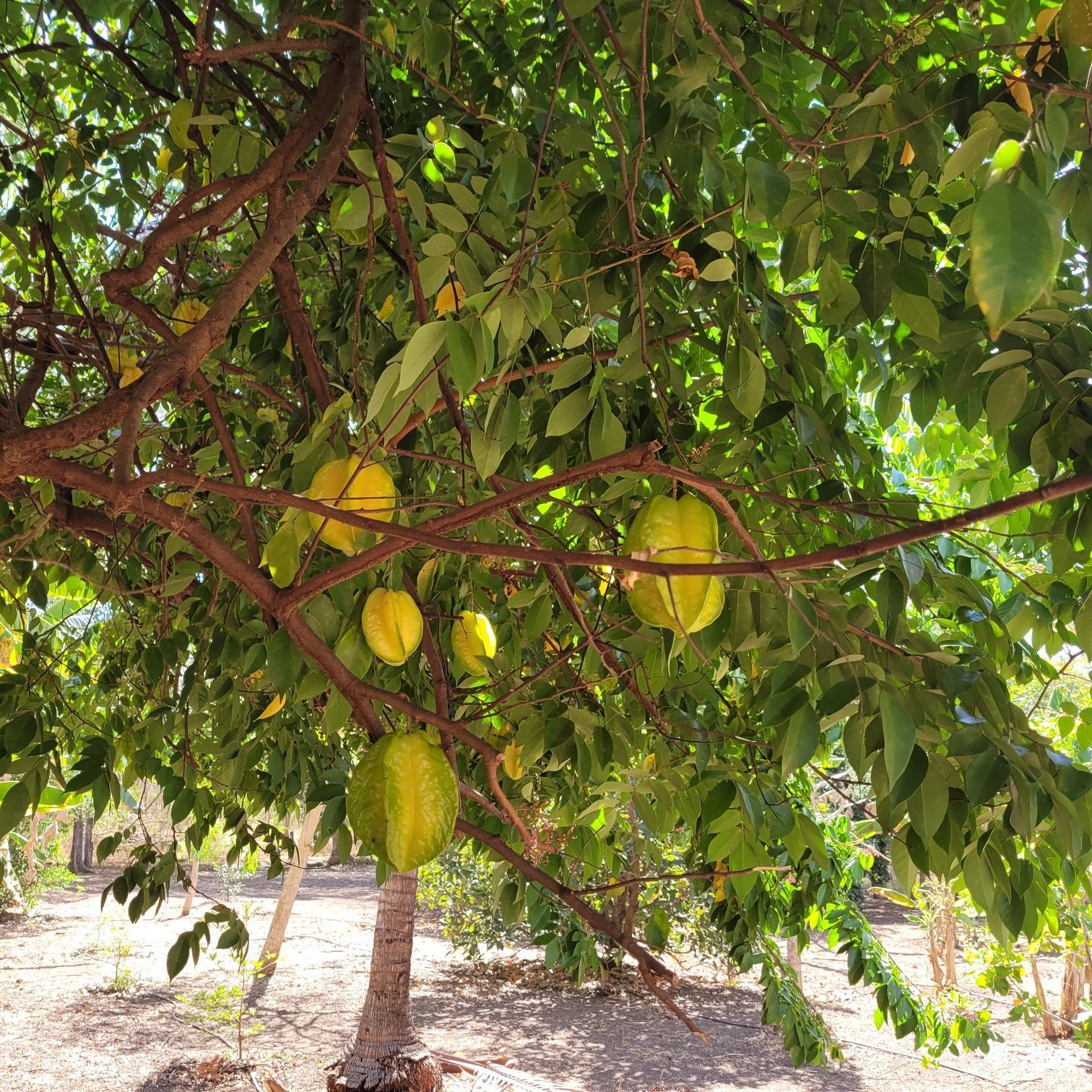 Starfruit tree with yellow-green star-shaped fruit, surrounded by green leaves. Sunlight.