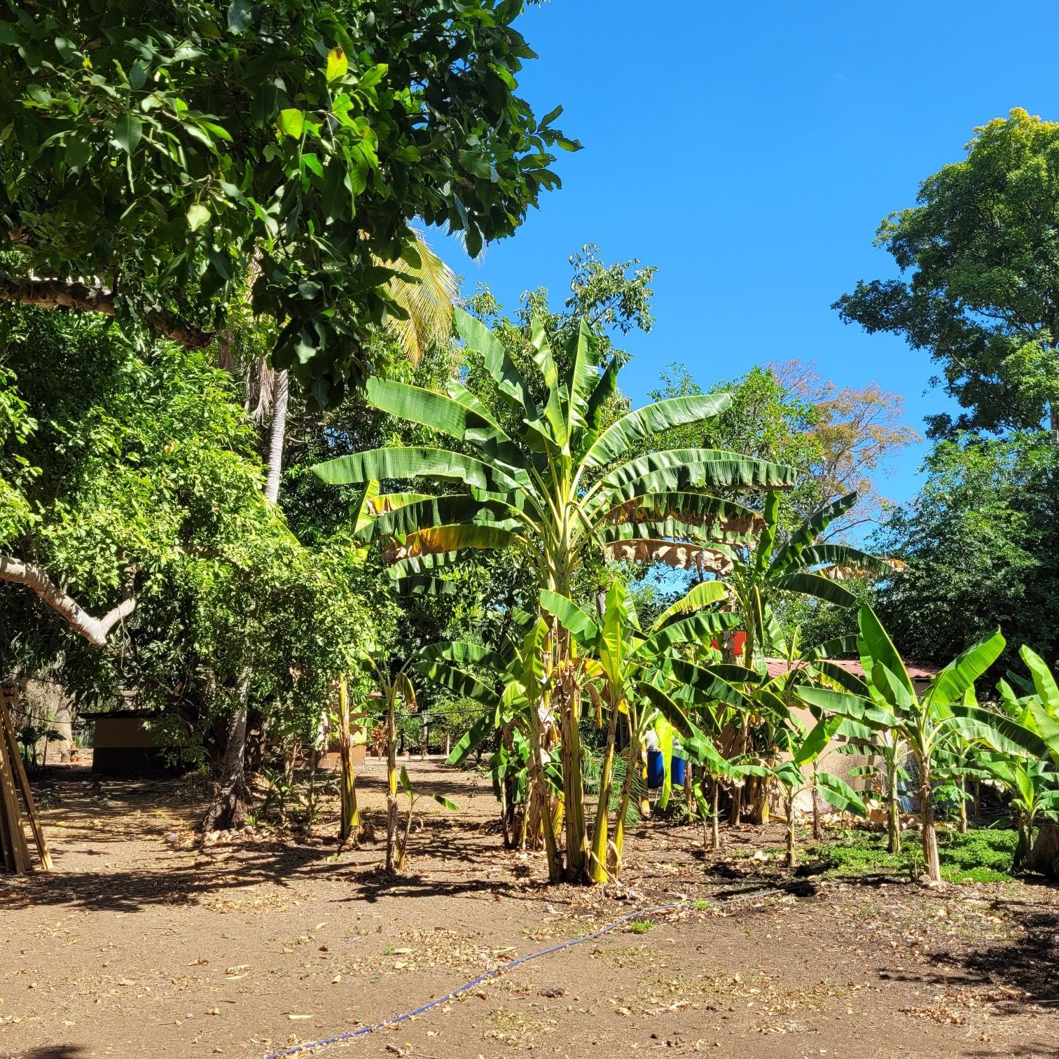Lush greenery, banana trees, and other tropical plants under a bright blue sky.