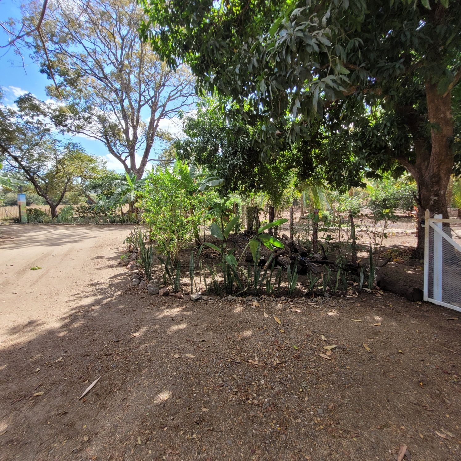 Dirt driveway leading to a garden with trees, plants, and a gate under a sunny sky.