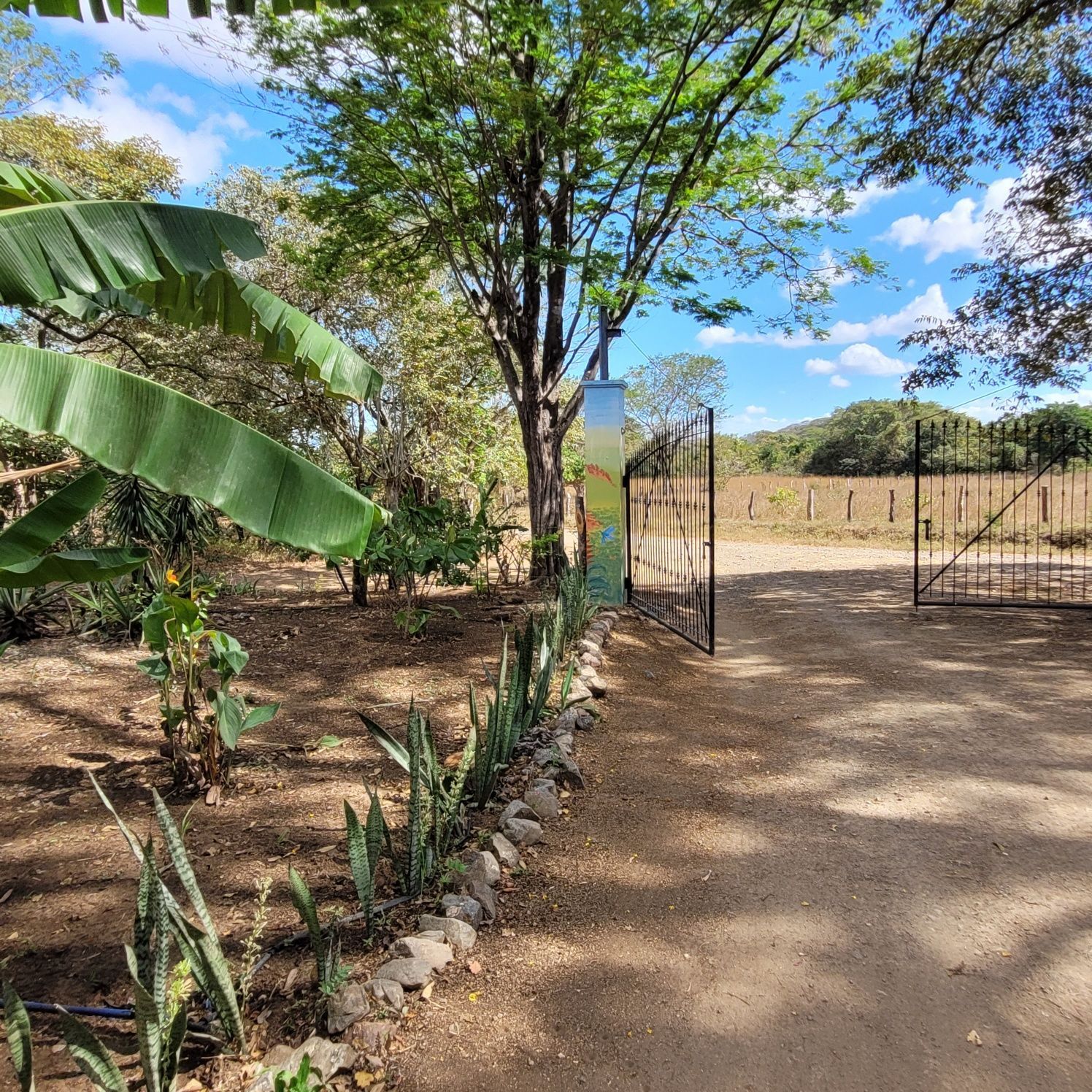 Dirt driveway leads to an open black gate, lined with plants and trees. Sunny, open field in the background.