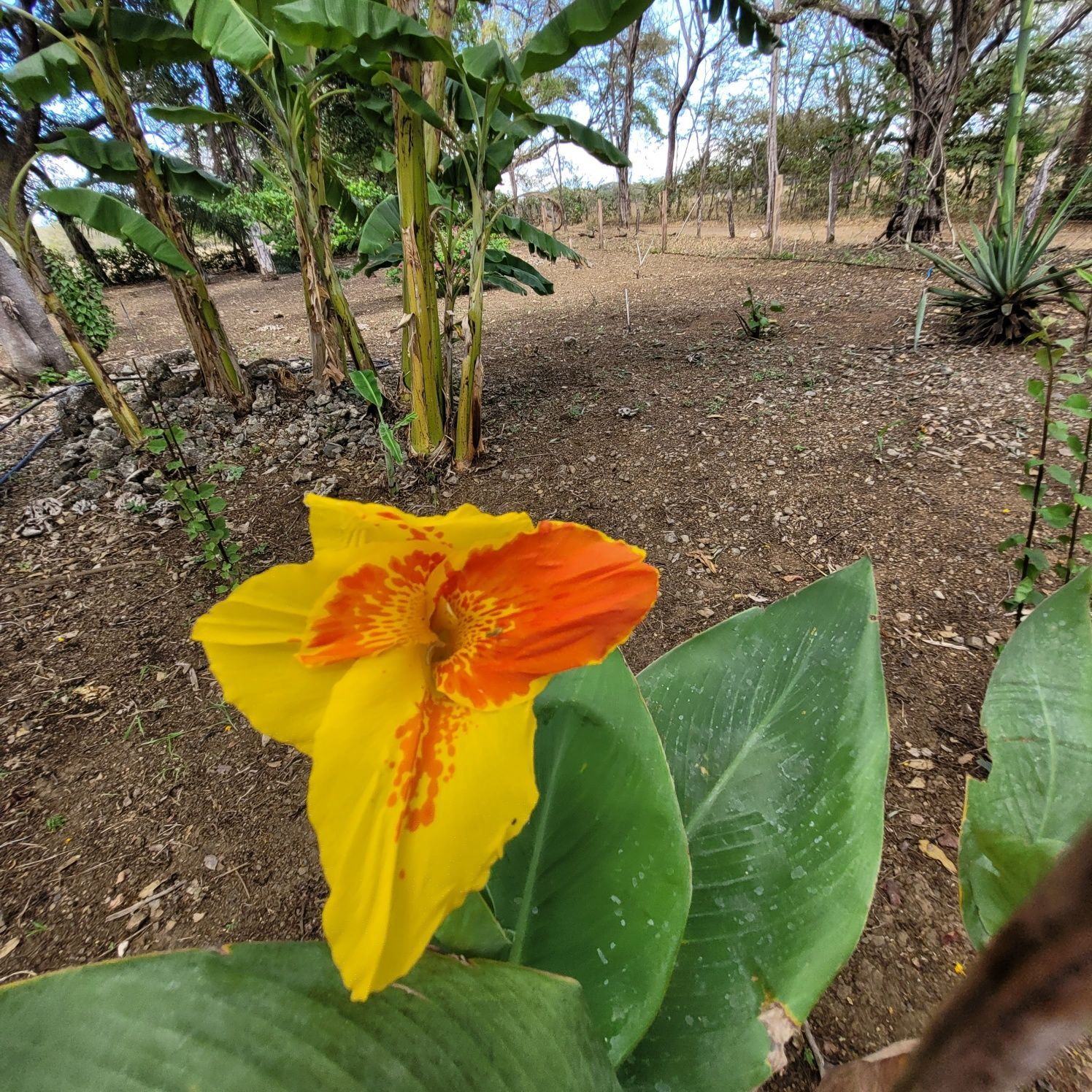Yellow and orange canna lily bloom with large green leaves, set in a garden.