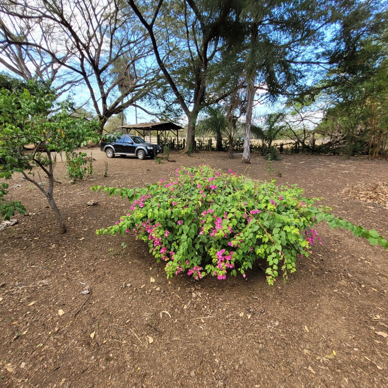 Bougainvillea bush with pink flowers in a brown yard, car parked under a shaded structure.