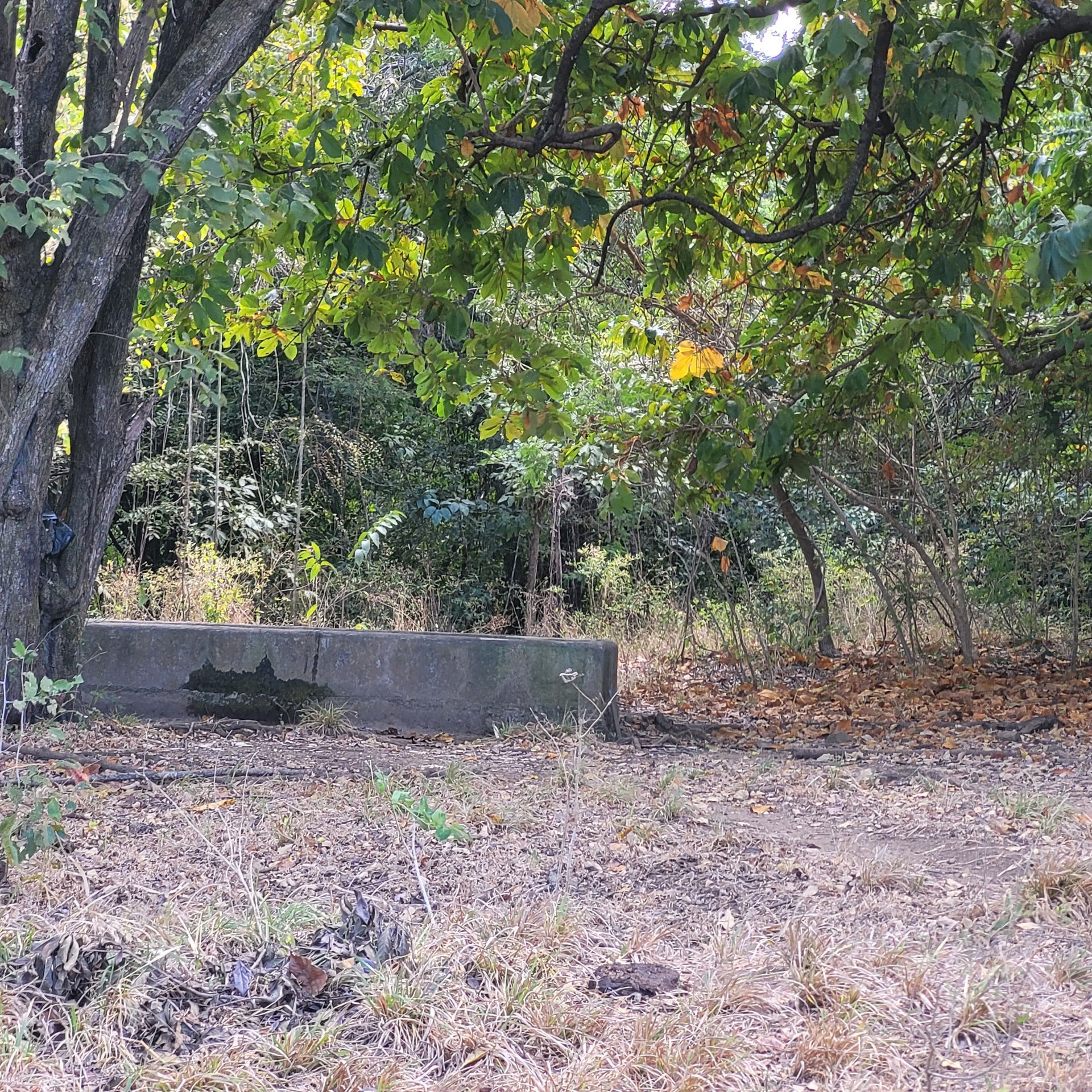 A concrete structure under a tree, surrounded by dry leaves and greenery.