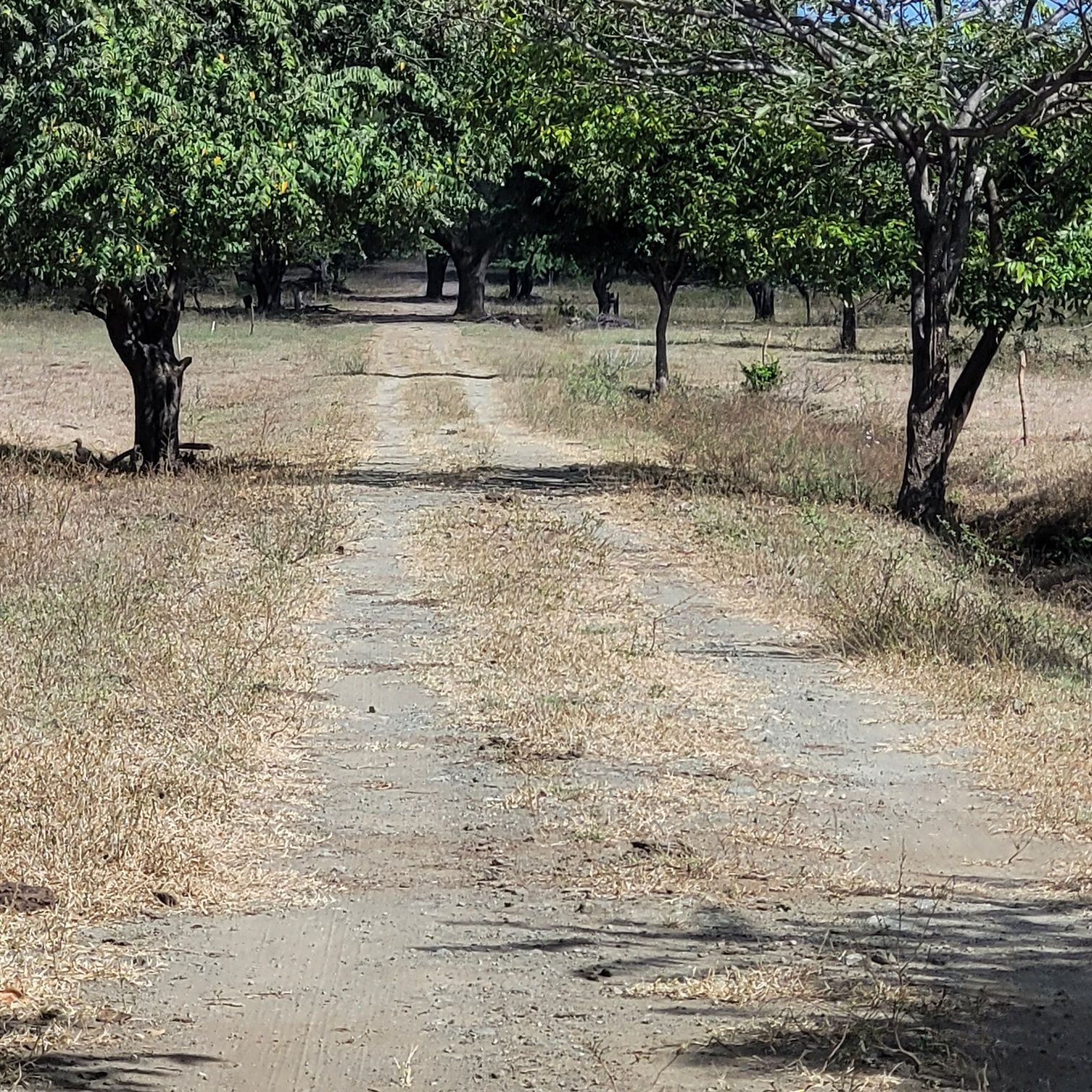 Dirt road lined with trees leading into the distance. Dried grass and leaves cover the ground.