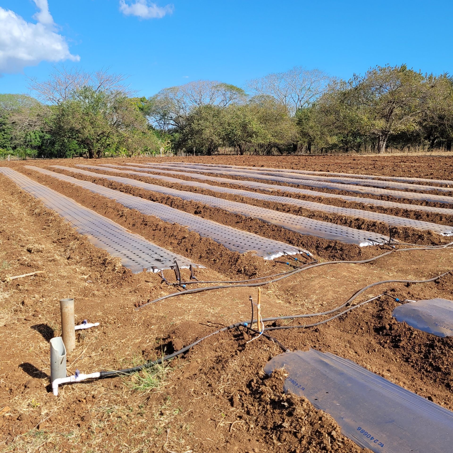 Rows of crops covered in plastic in a field with irrigation lines, under a blue sky.