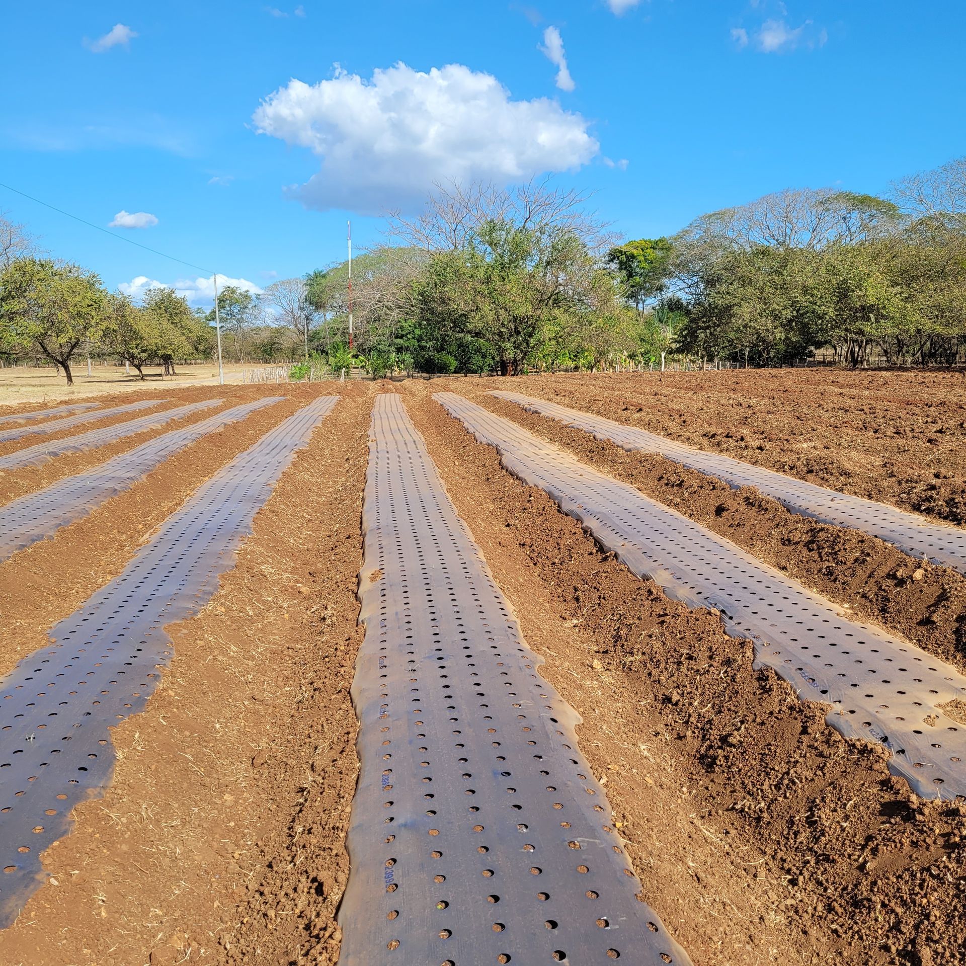 Rows of soil covered with perforated plastic in a field under a blue sky, trees in the background.
