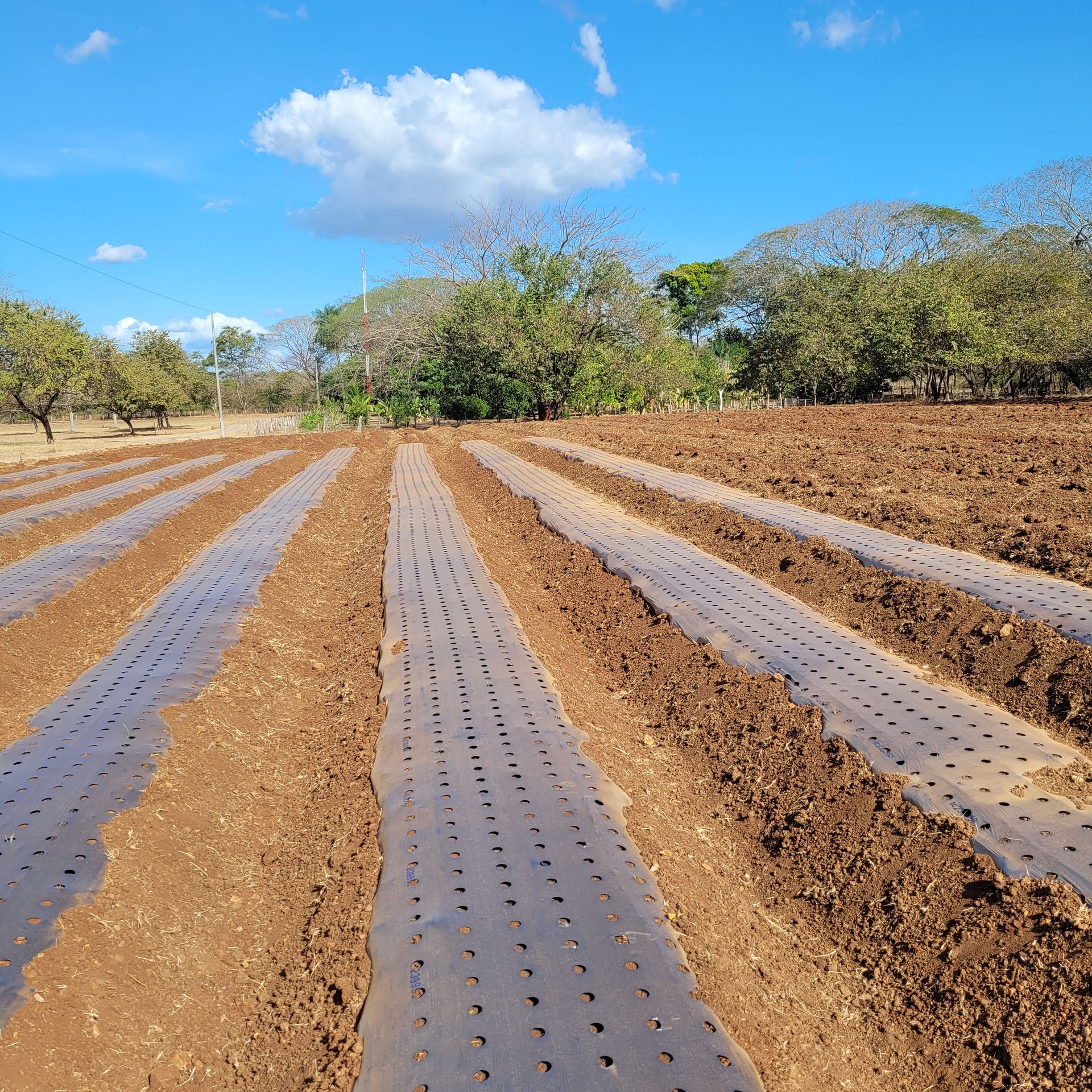Rows of prepared farmland with black plastic mulch under a blue sky.