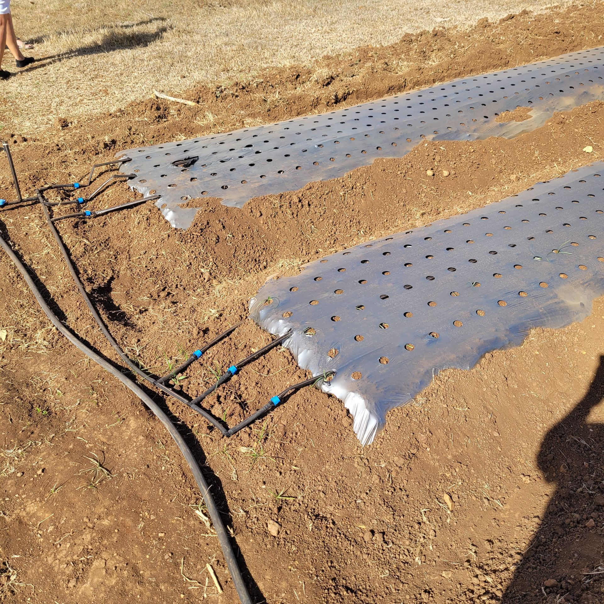 Two garden beds covered with plastic, with drip irrigation lines visible.