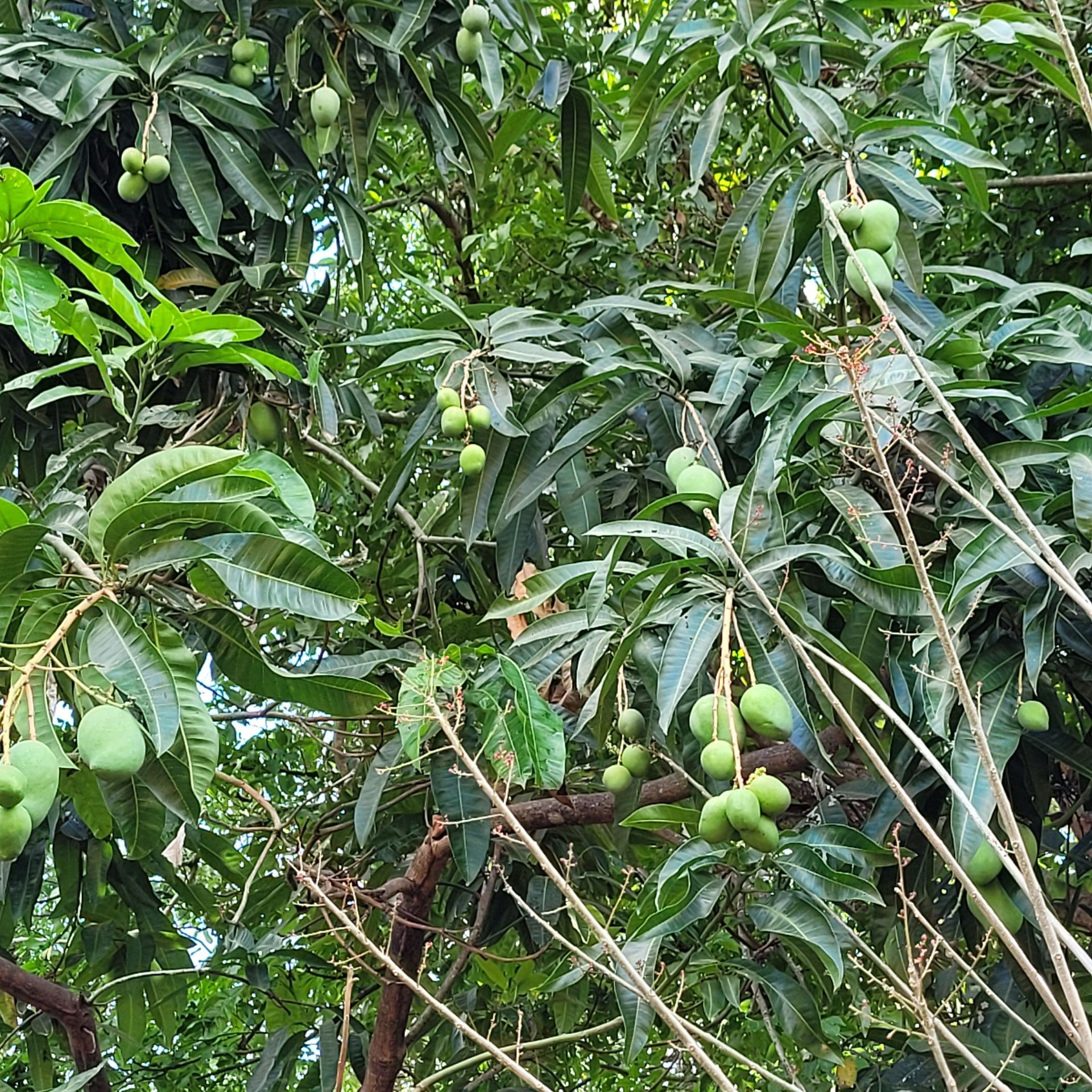 Mango tree laden with green mangoes and leaves.