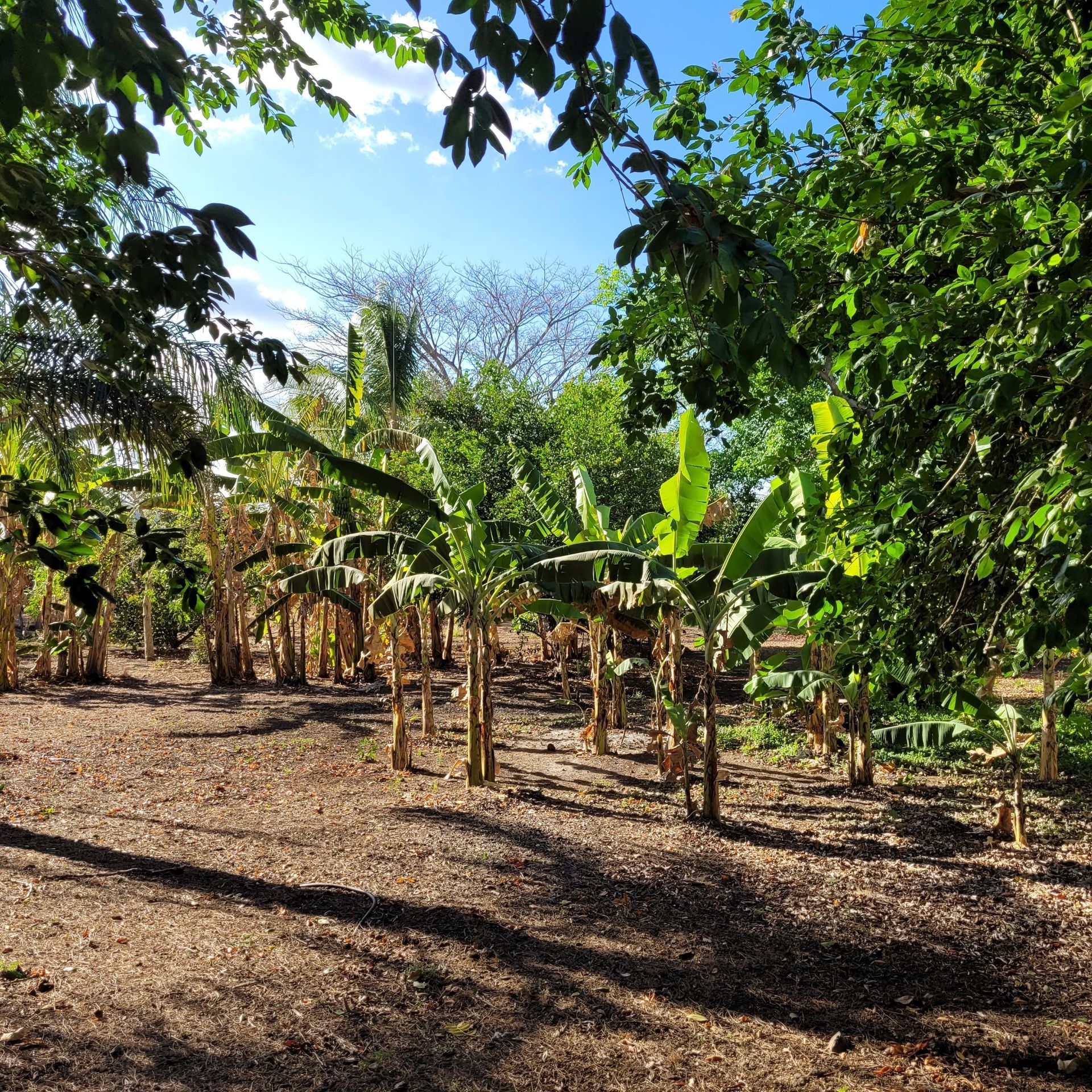 Banana trees in a sunlit grove, under a blue sky peeking through lush foliage.