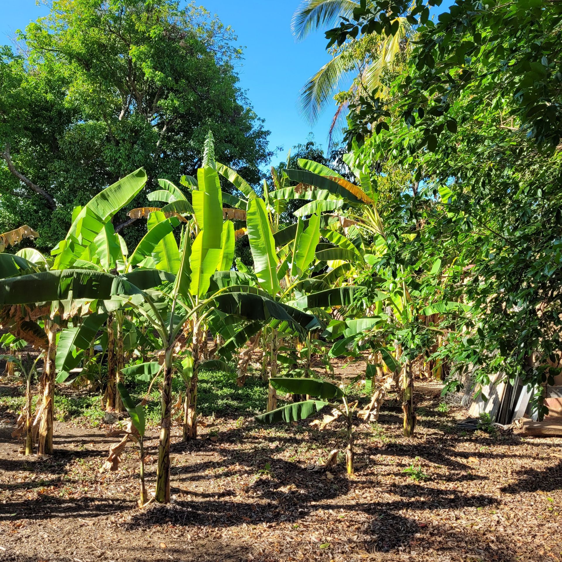 Banana trees in a sunny grove, with green leaves, brown soil, and blue sky.