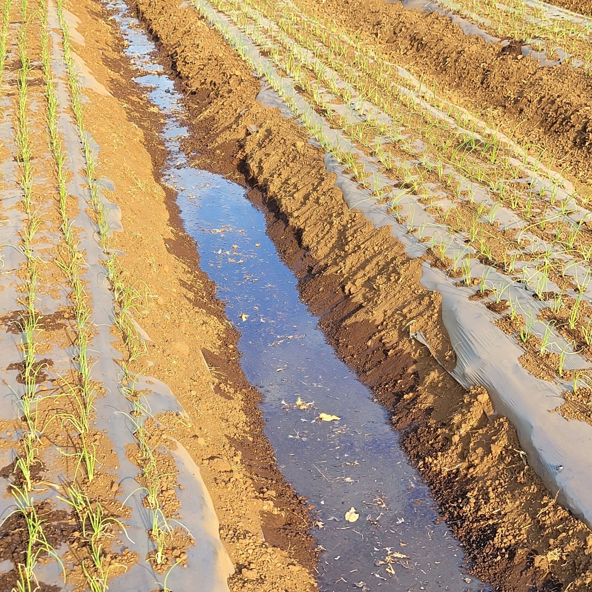 Furrow irrigation in a farm field; water flows through furrows between rows of young plants.