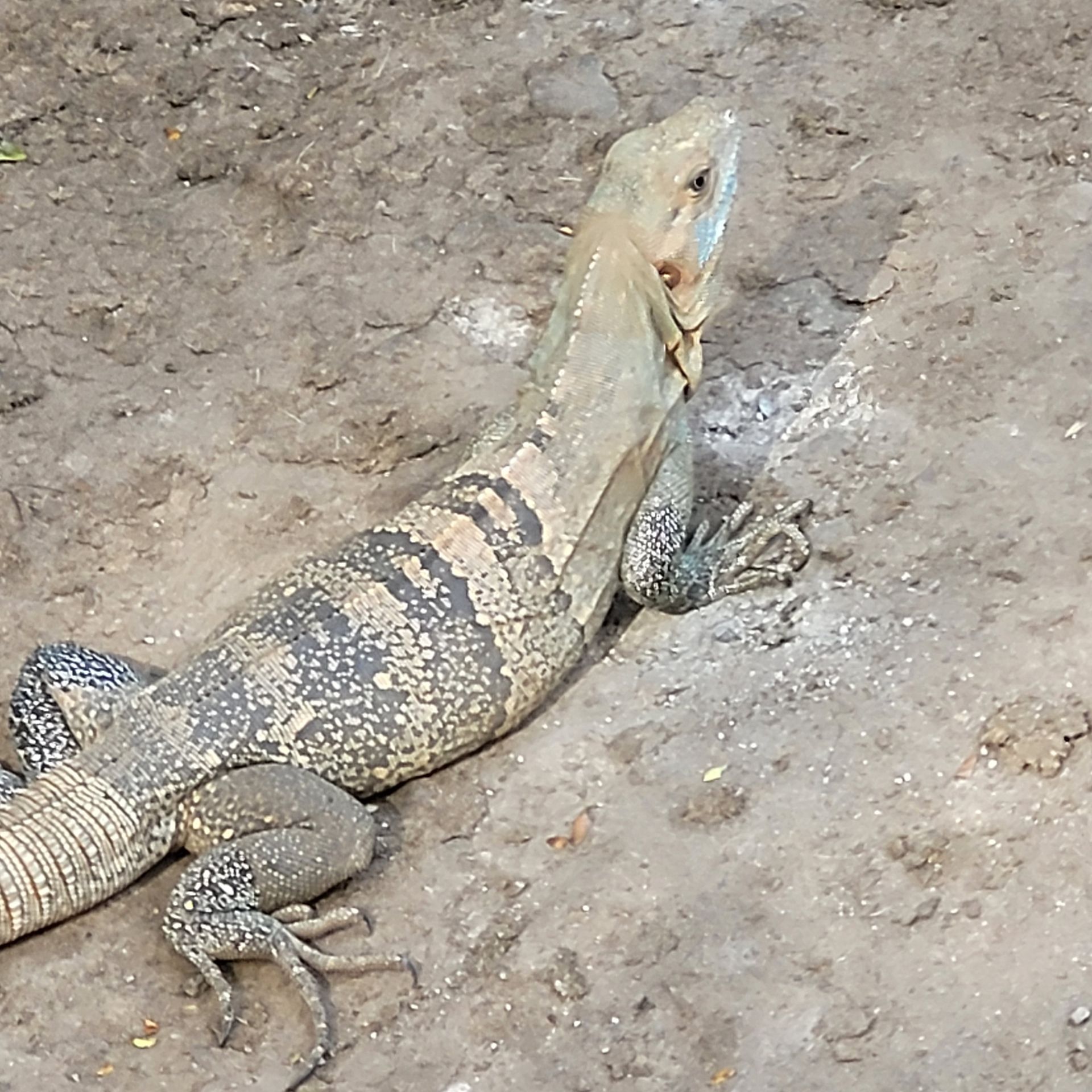 A large iguana on dirt ground, gray and tan scales, looking up with a neutral expression.