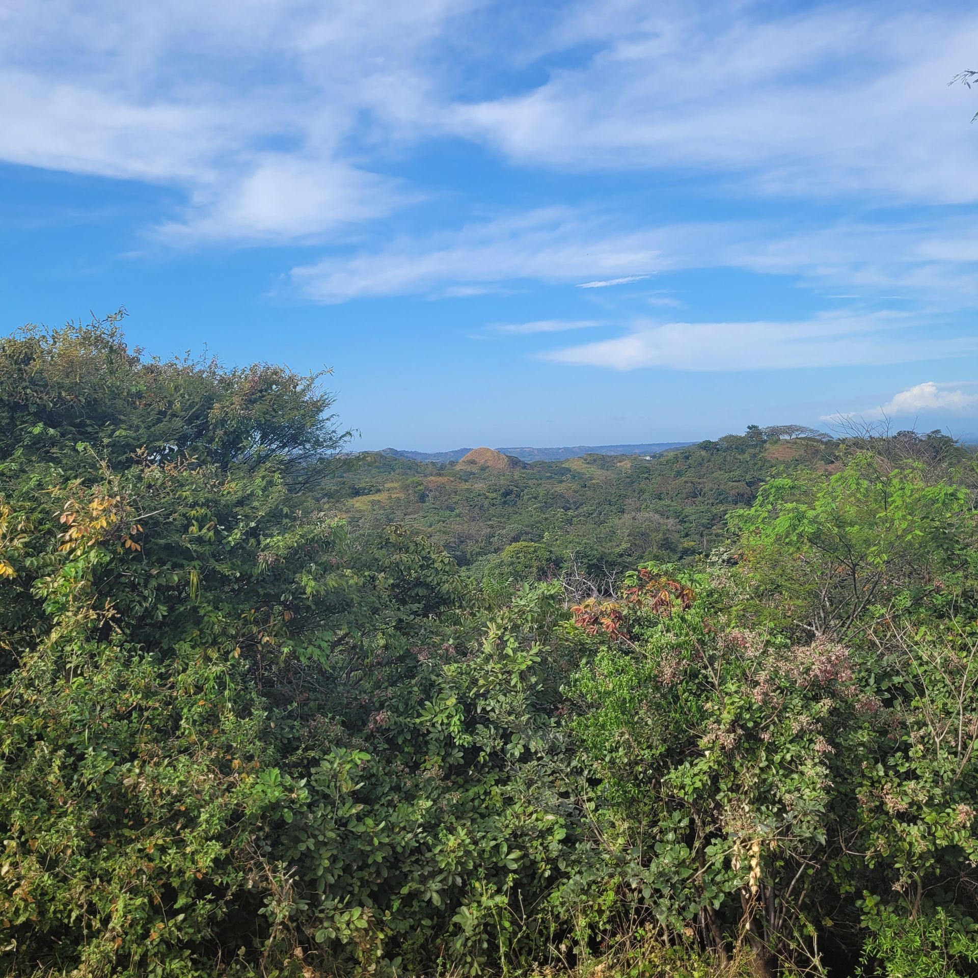Vast green forest under a partly cloudy, blue sky.