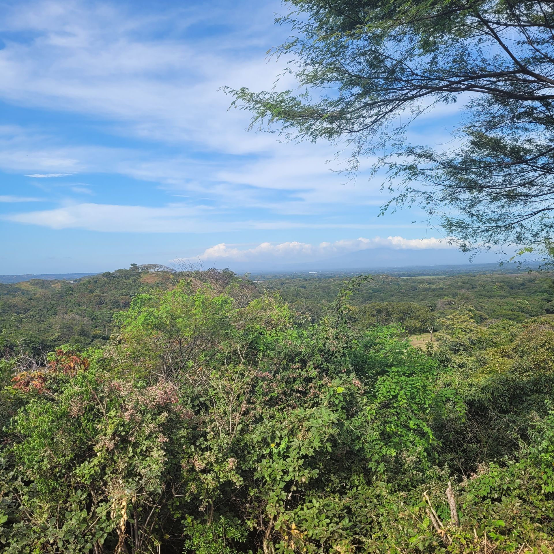 Vast green forest landscape under a blue sky, with some visible trees framing the view.