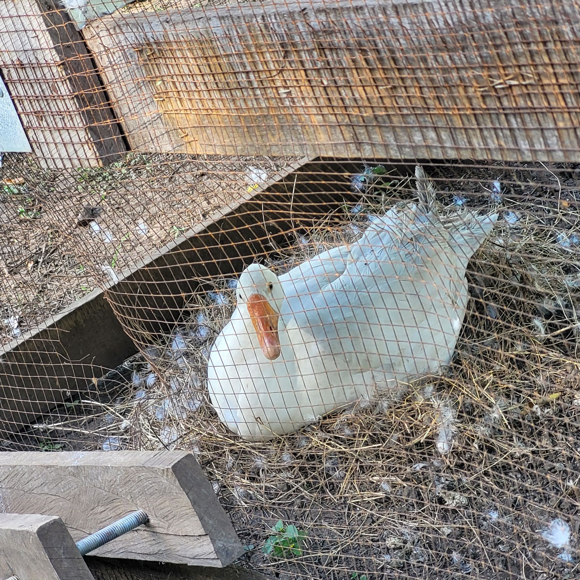 White duck resting inside a wire enclosure, with an orange beak.