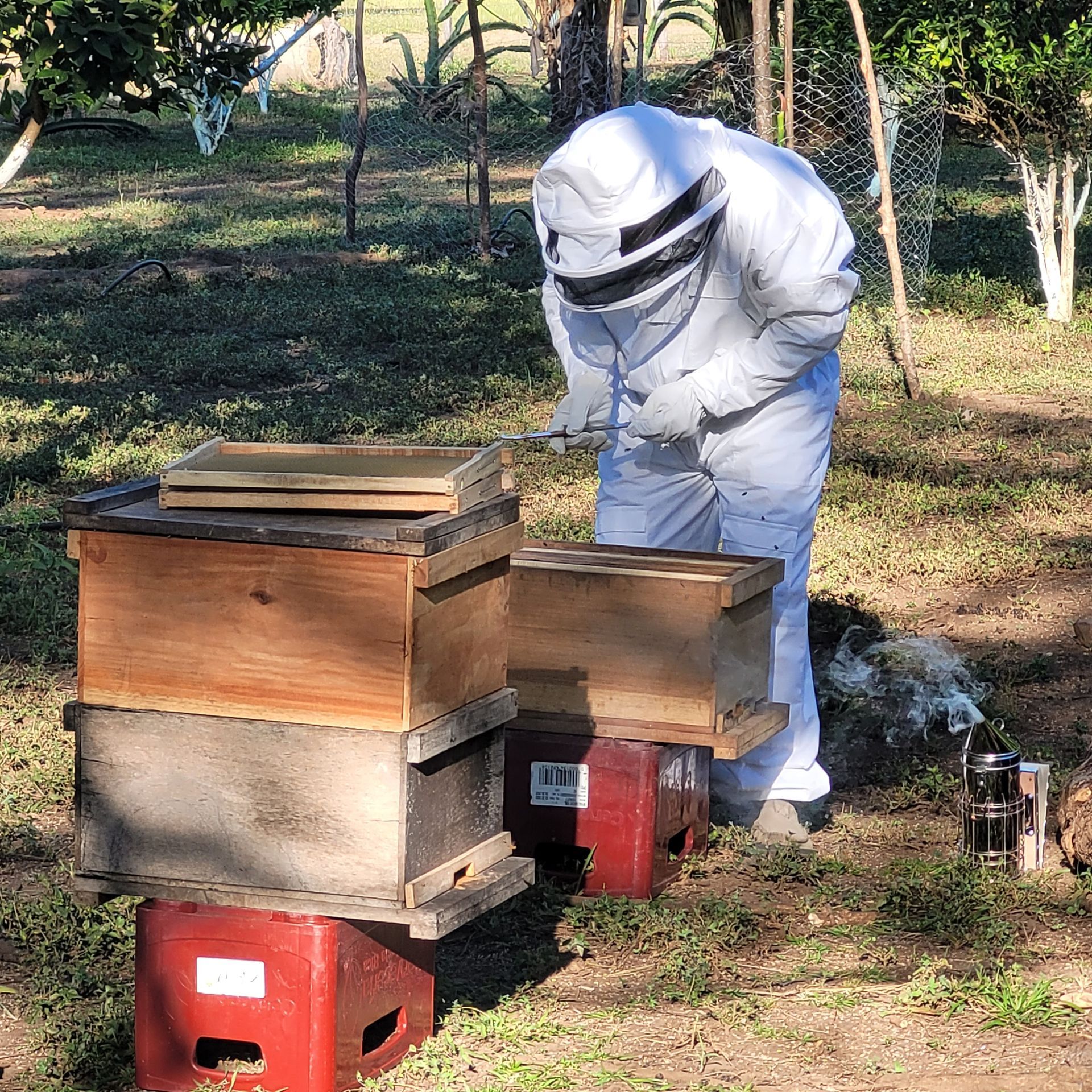 A beekeeper in a white suit tending to beehives in a grassy outdoor setting.
