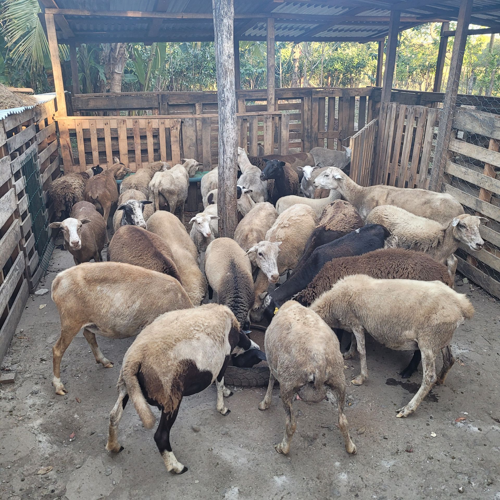 A group of sheep eating inside a wooden pen.