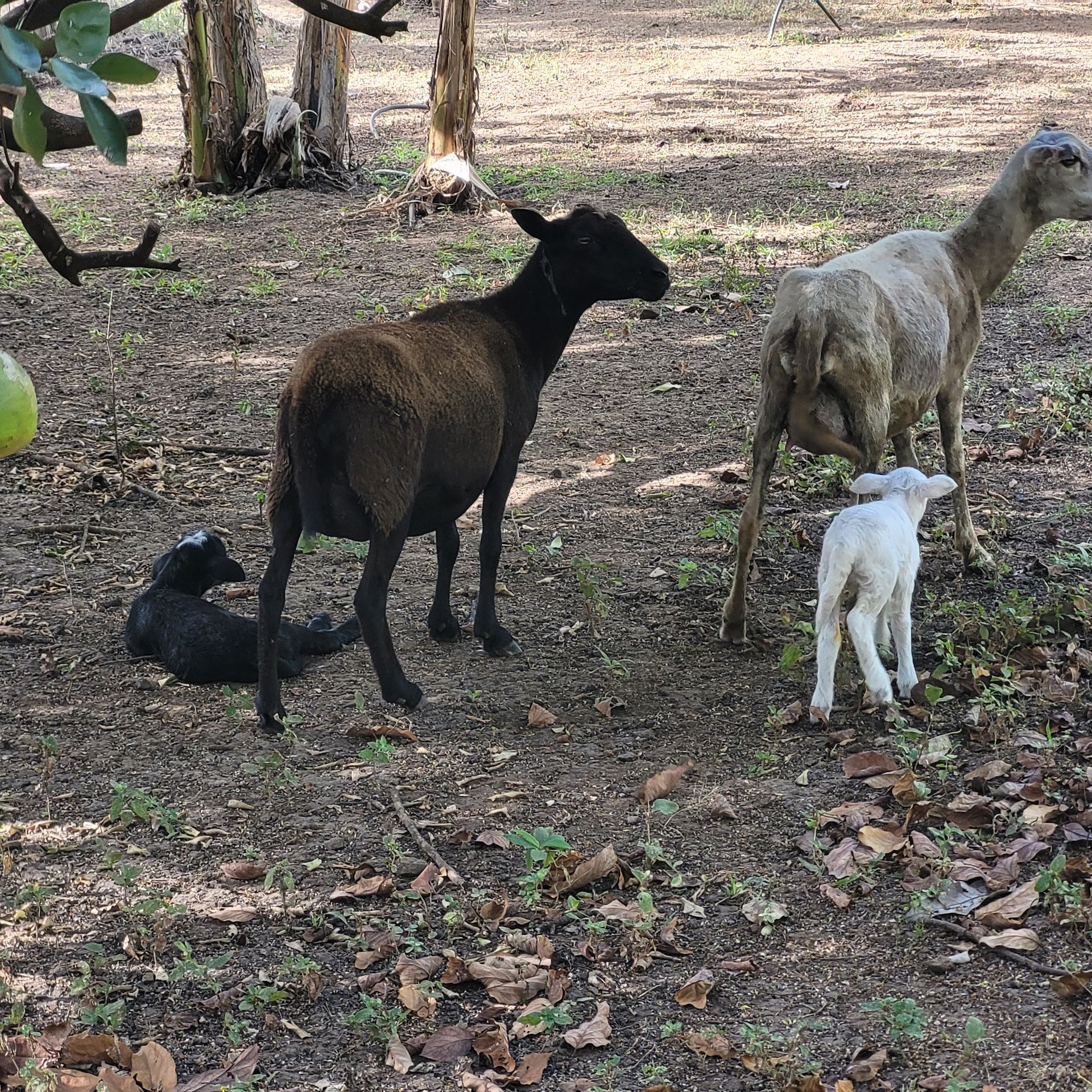 A black sheep and two others with lambs in a wooded area.
