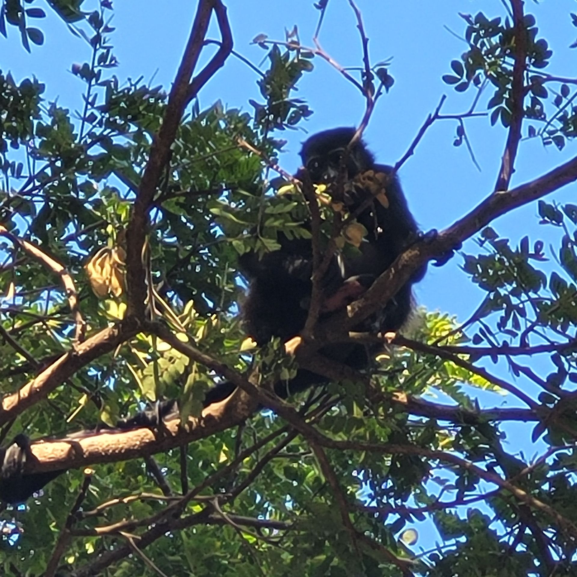 Black monkey eating leaves in a tree, against a blue sky.