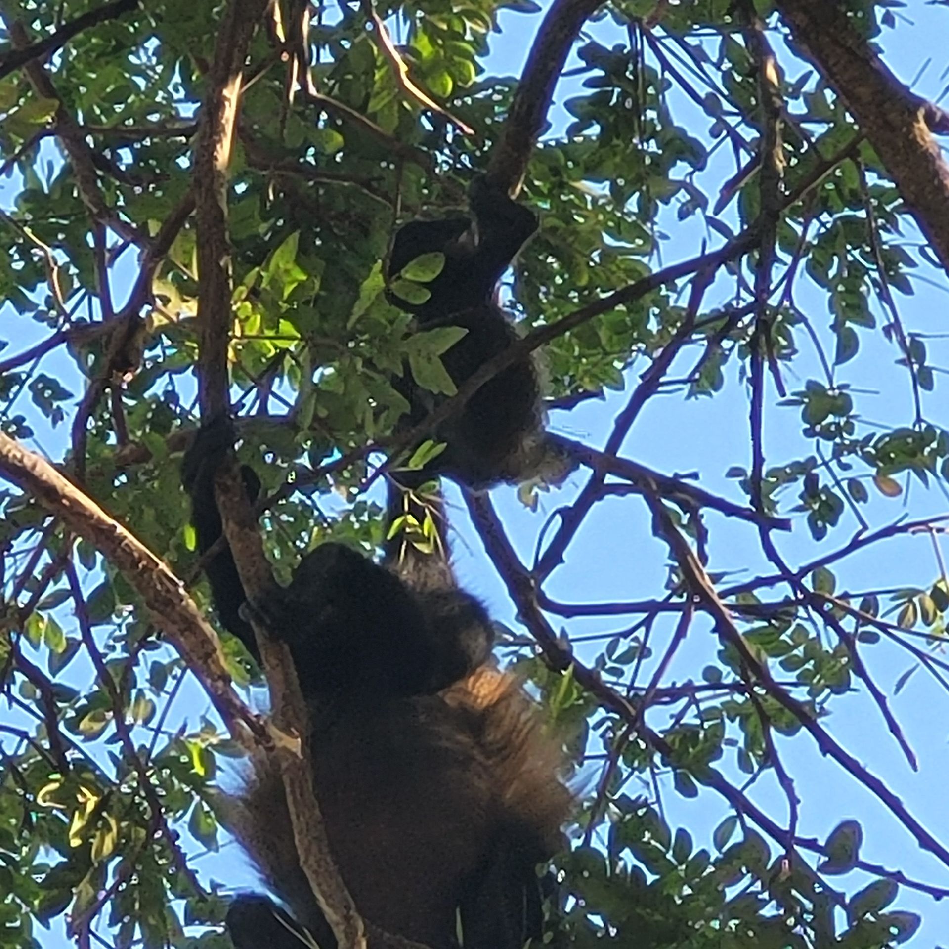 Two black howler monkeys in a leafy tree, against a blue sky.
