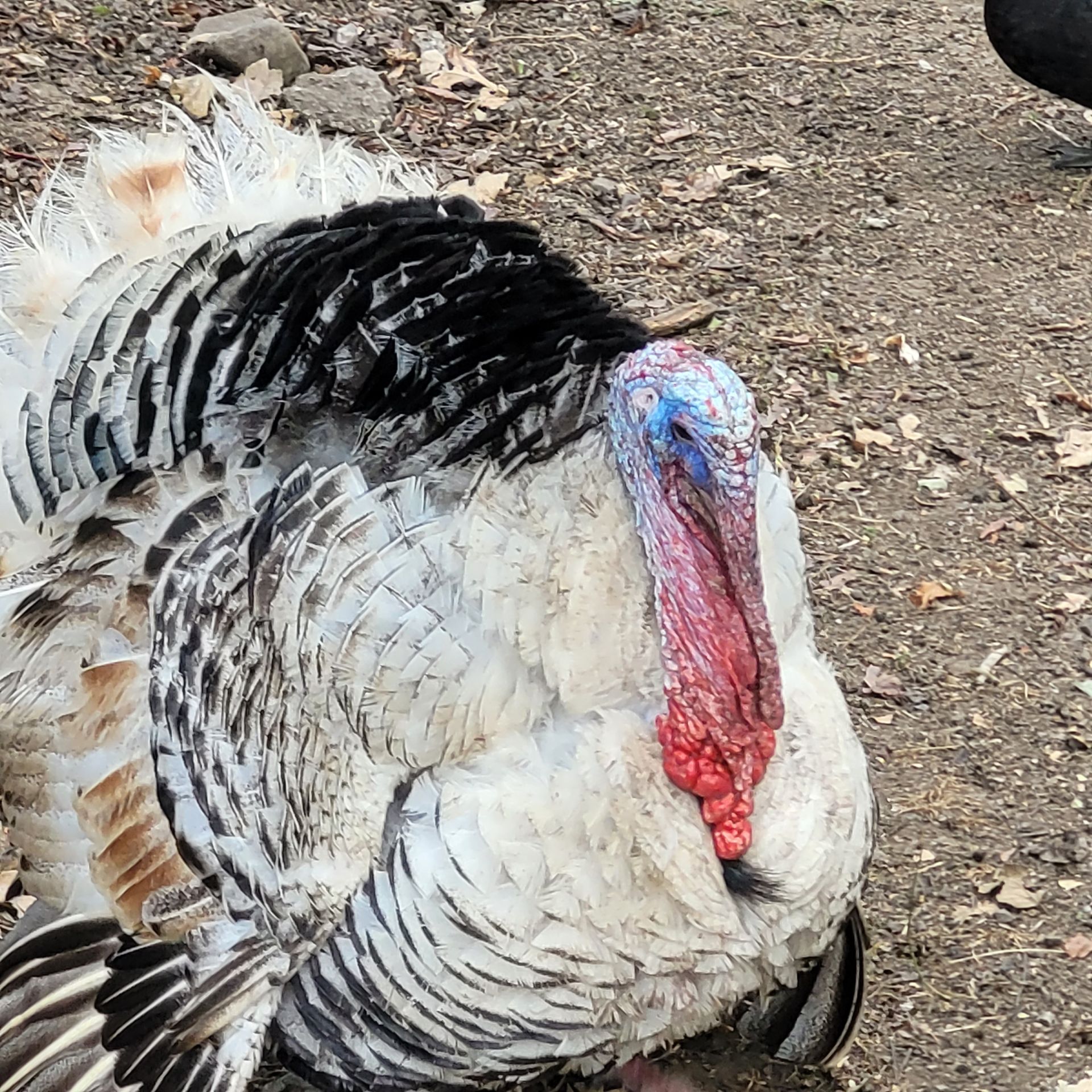 A white and black turkey with a blue head and red wattle, in a dirt setting.