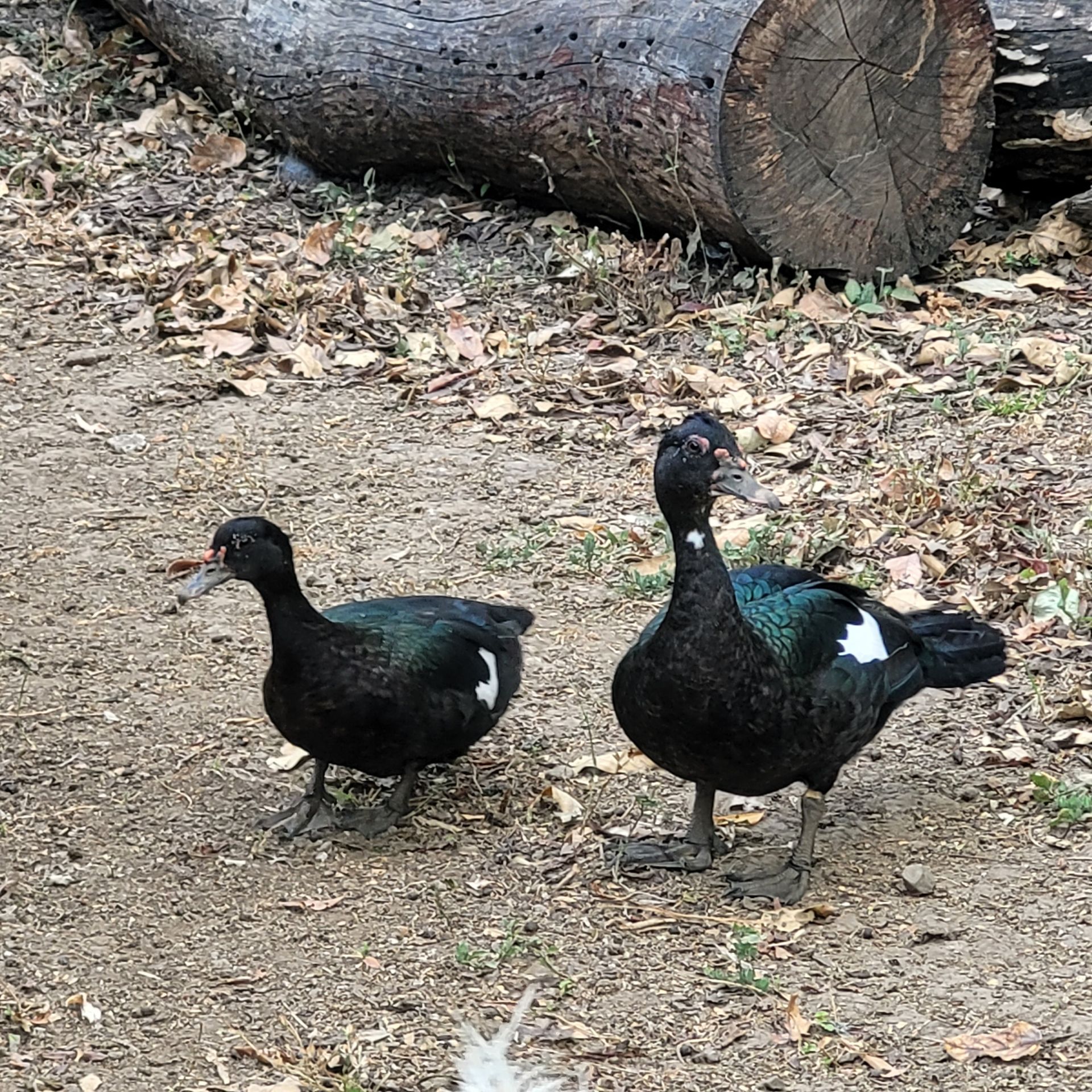 Two black Muscovy ducks with white wing patches stand on dirt near a log.