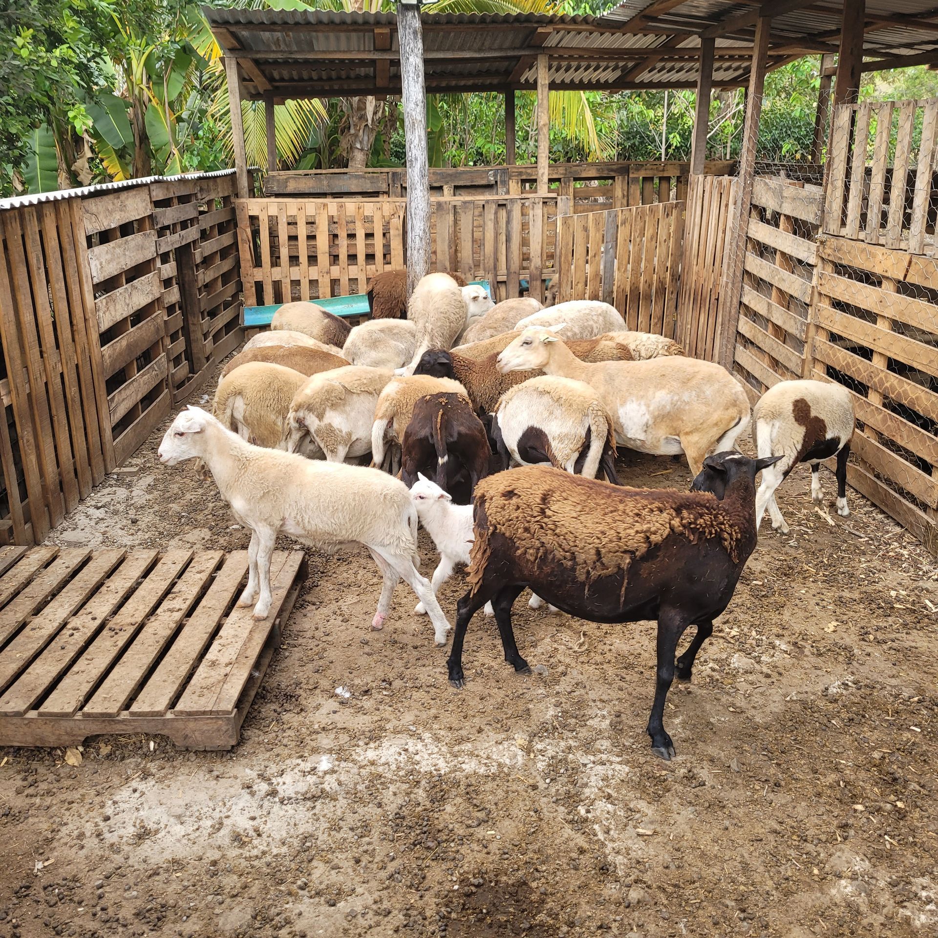 Flock of sheep in a wooden pen, various colors, standing and huddled together.