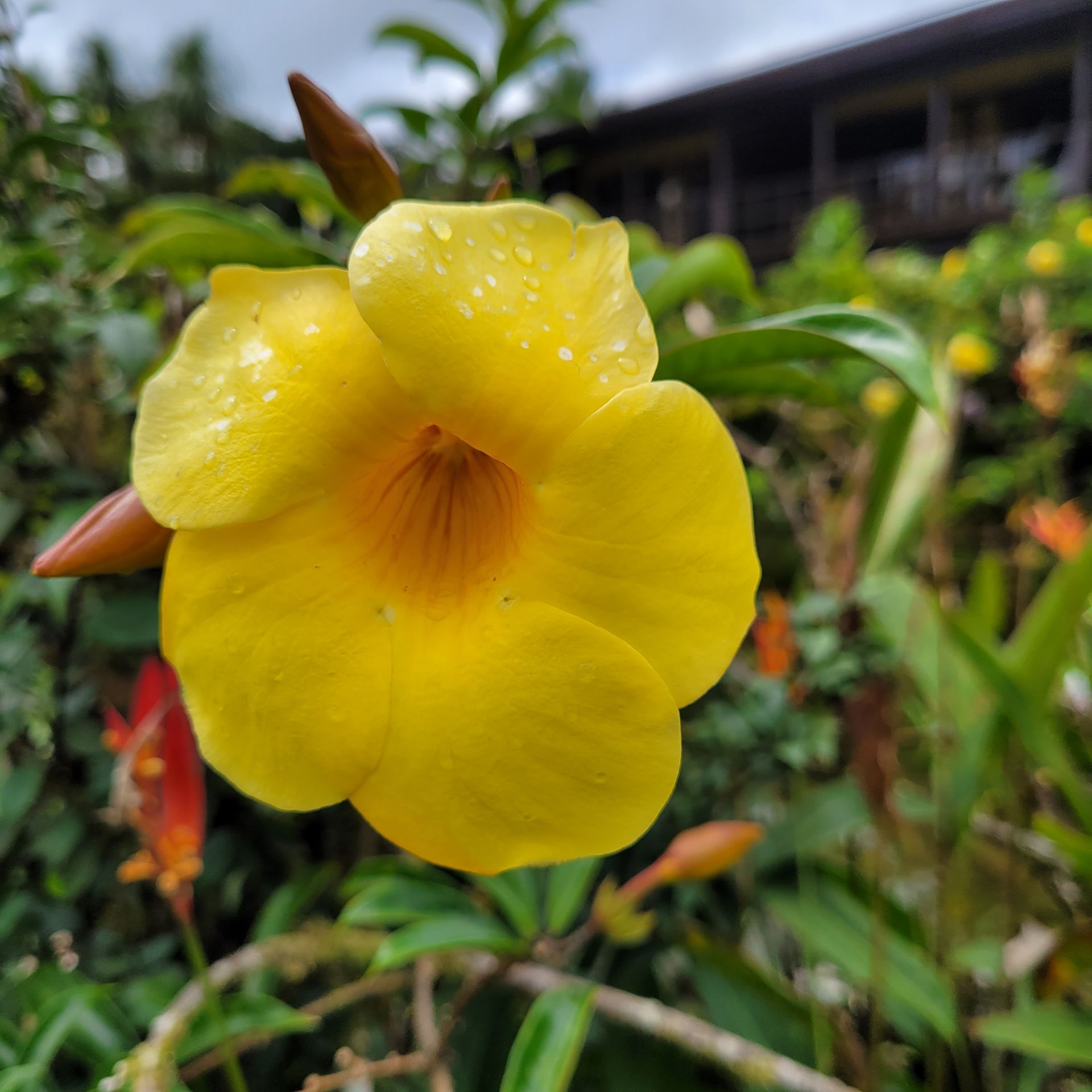 Yellow allamanda flower with water droplets; green foliage in background.