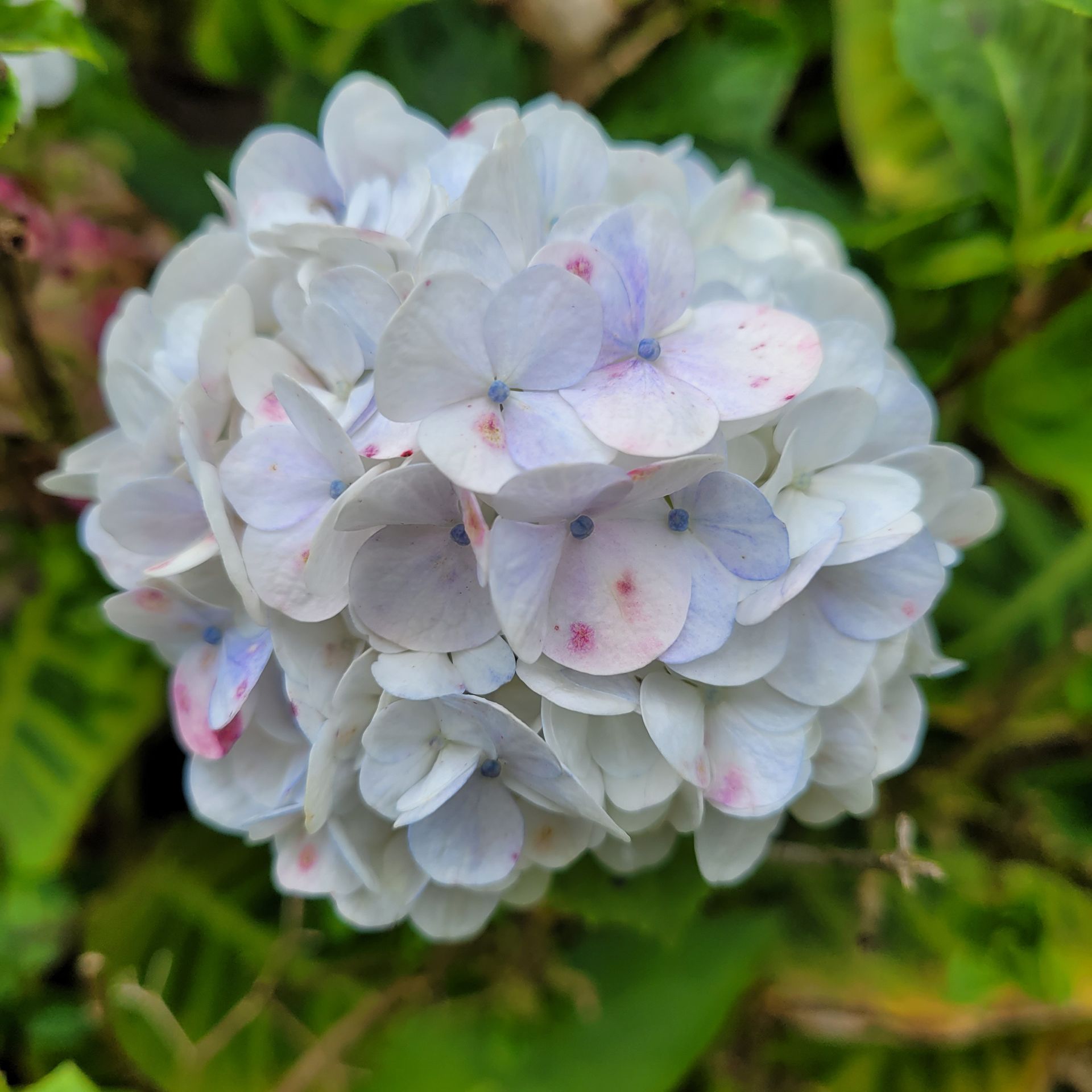 White and pale blue hydrangea flower cluster with pink accents, surrounded by green leaves.