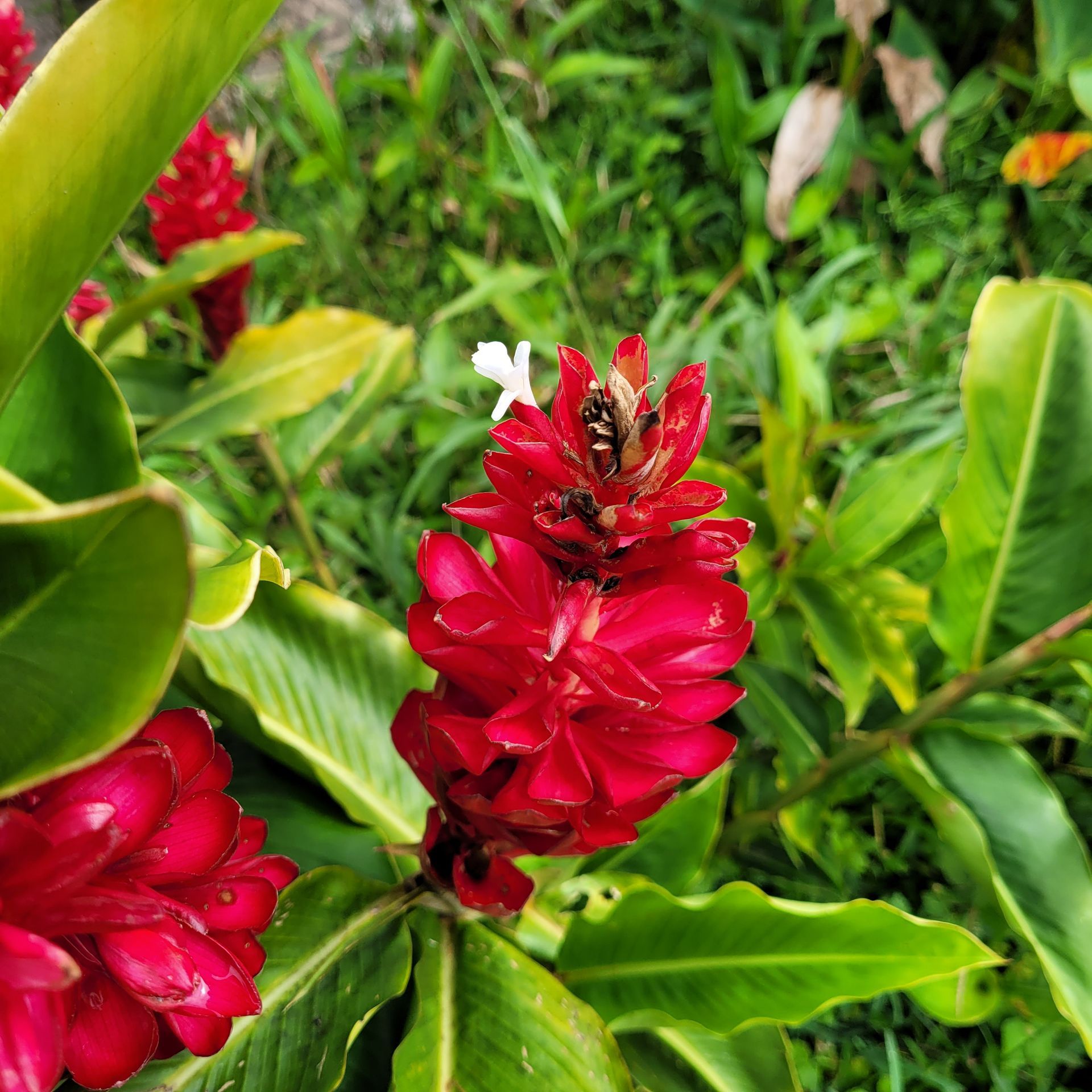 Red ginger flowers with green leaves, set amongst other foliage.