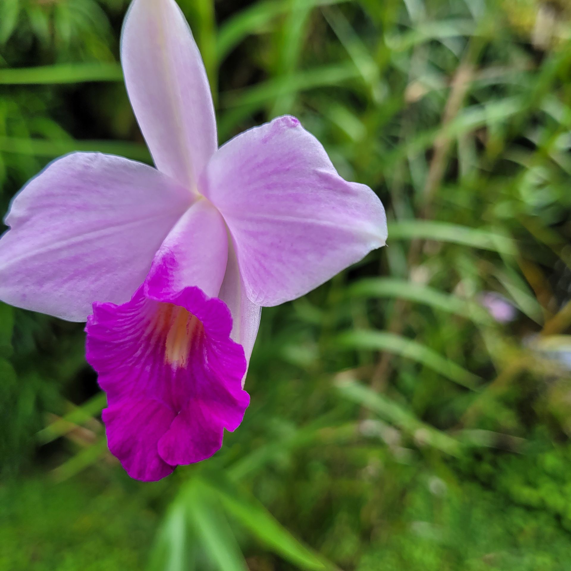 Purple orchid flower with dark pink lip, green background.
