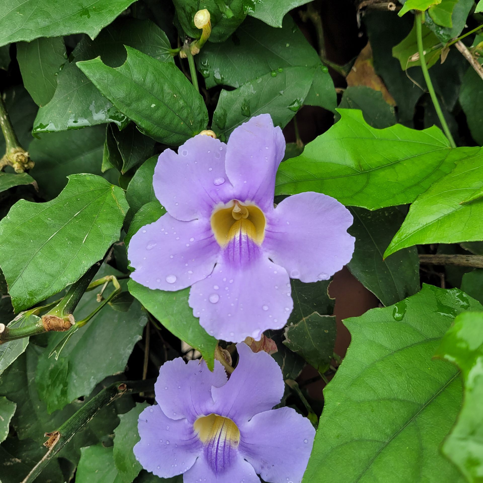 Two lavender flowers with yellow centers, surrounded by green leaves.