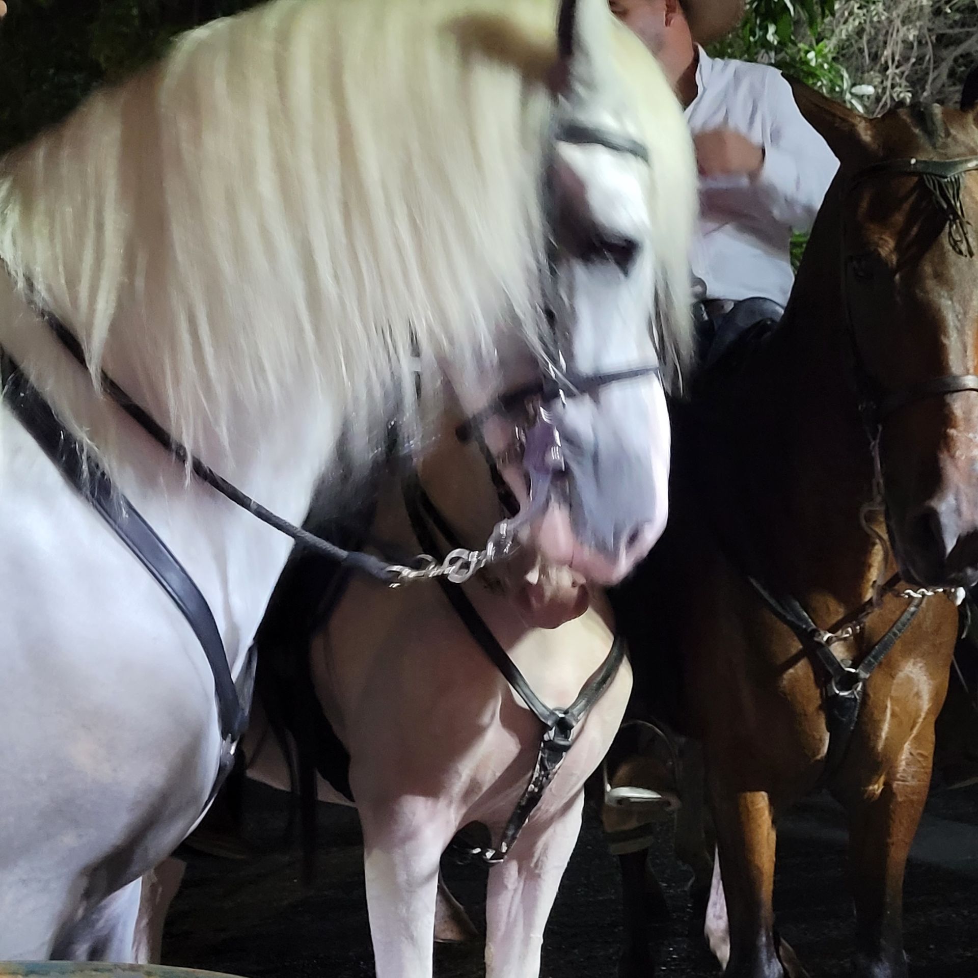 Two horses with harnesses, a white one and a brown one. A person in white shirt is blurred in background.