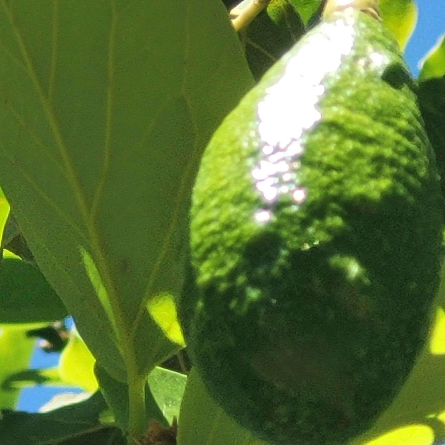 Green avocado fruit on tree branch with green leaves.