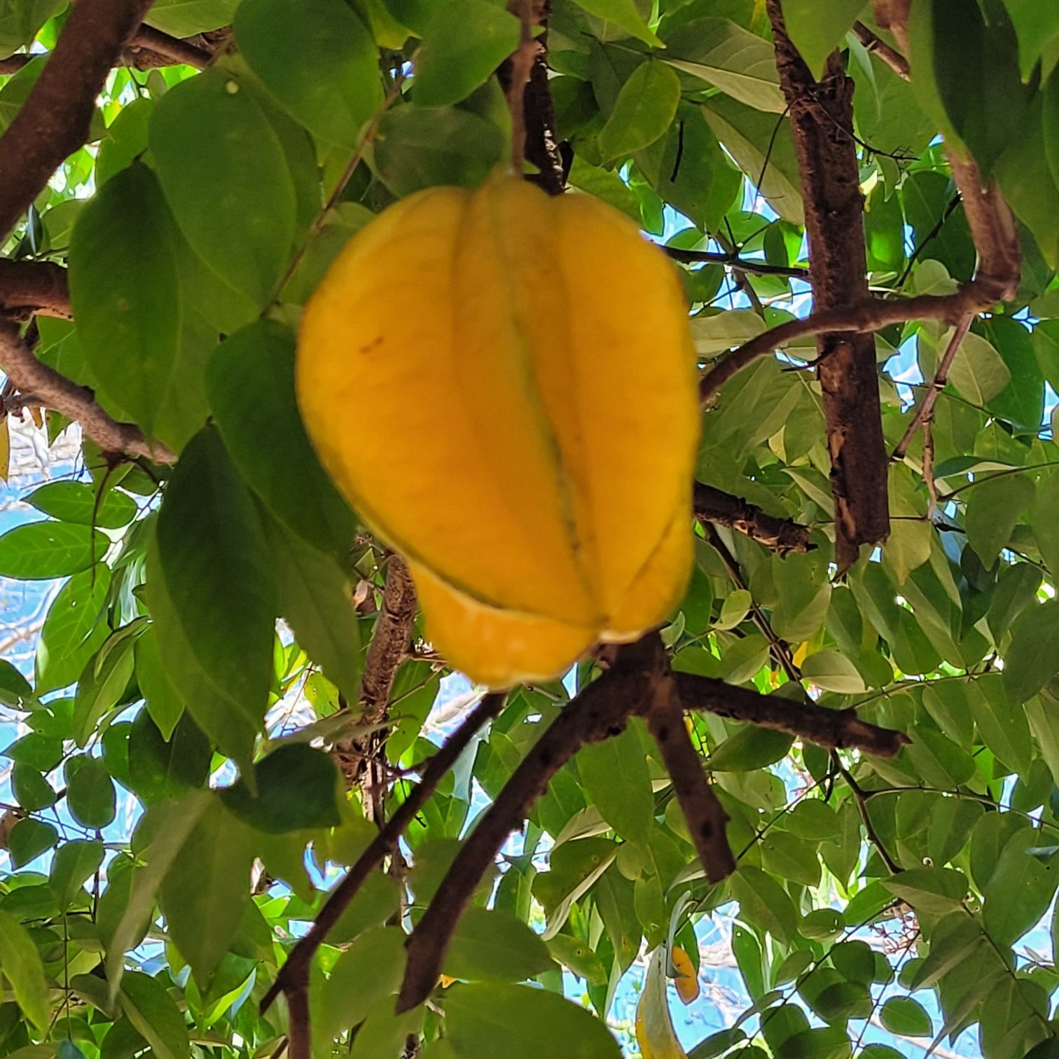 Yellow starfruit hanging from a tree branch amidst green leaves.
