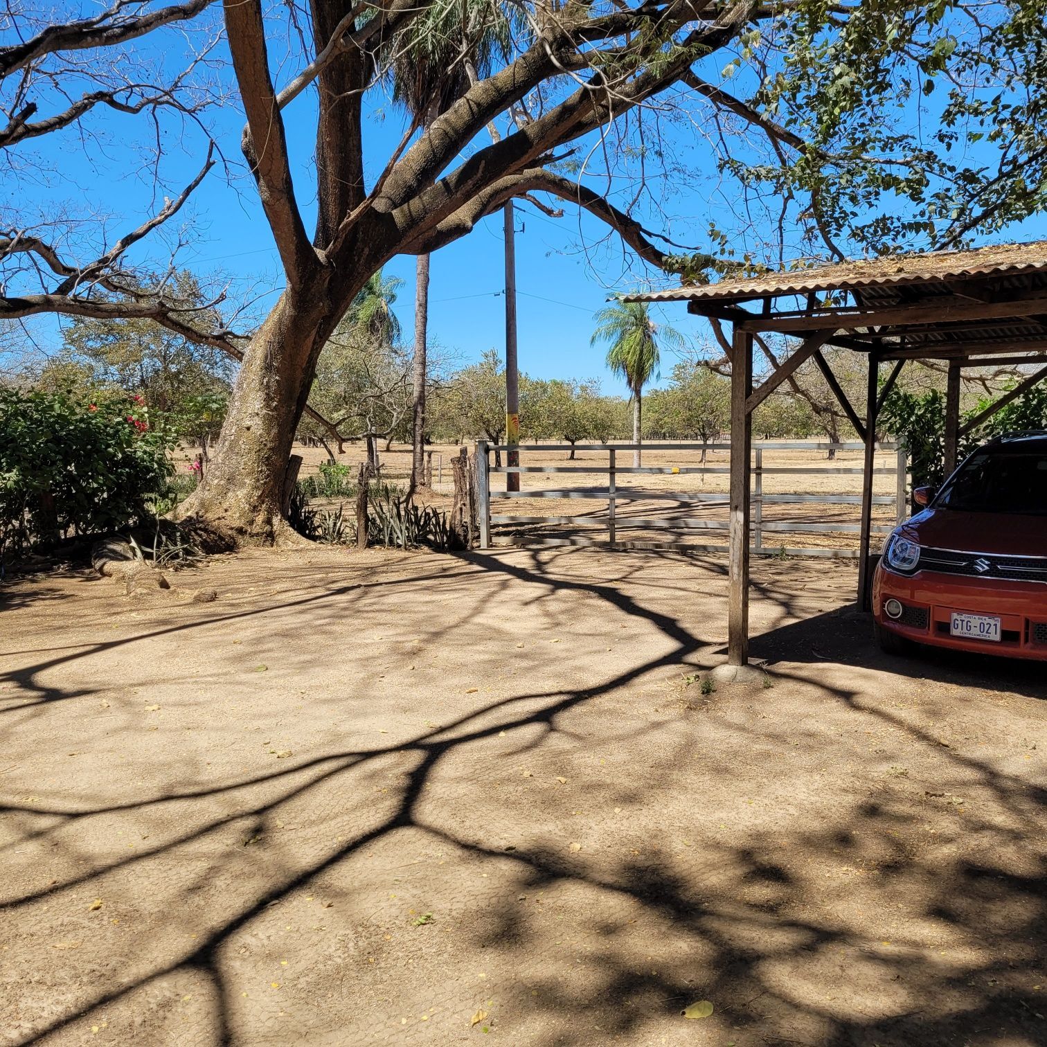 Dirt yard with a large tree, fence, and a car parked under a wooden shelter; sunny day.