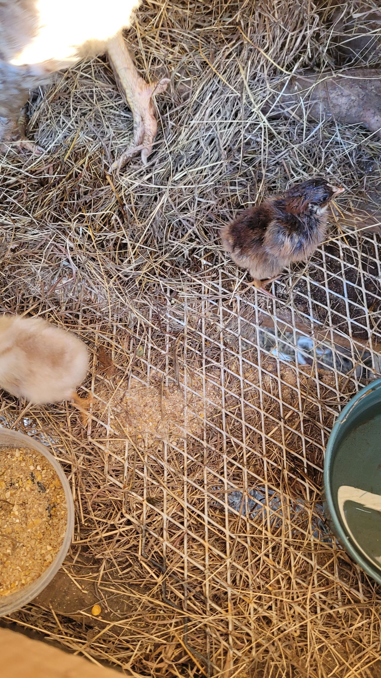 A small chick with brown feathers in a cage with food and water.